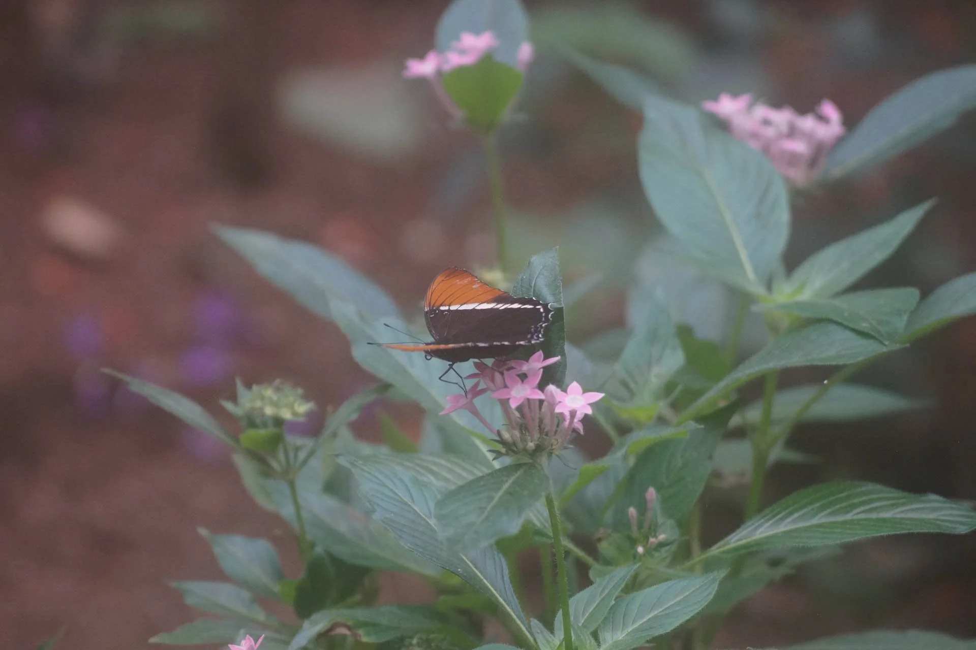 Butterfly Garden at Selvatura Park – Monarch Butterfly