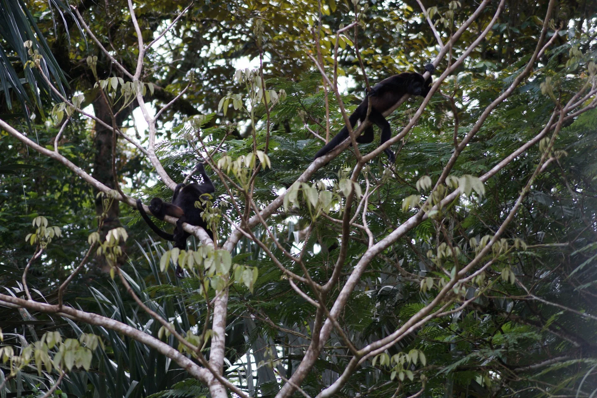 Howler Monkeys the way to Mawamba Lodge