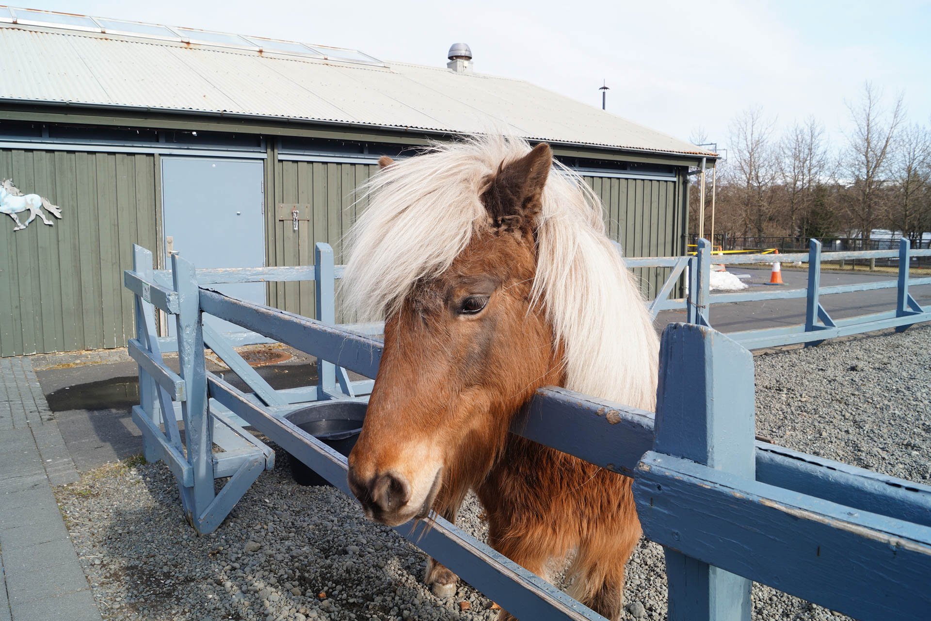 Iceland Zoo - Icelandic Horses
