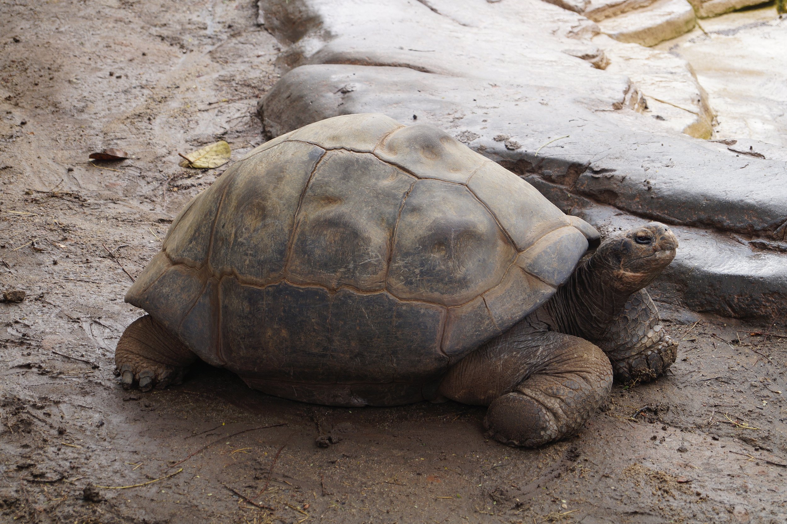 San Diego Zoo: Sierra Negra Tortoise