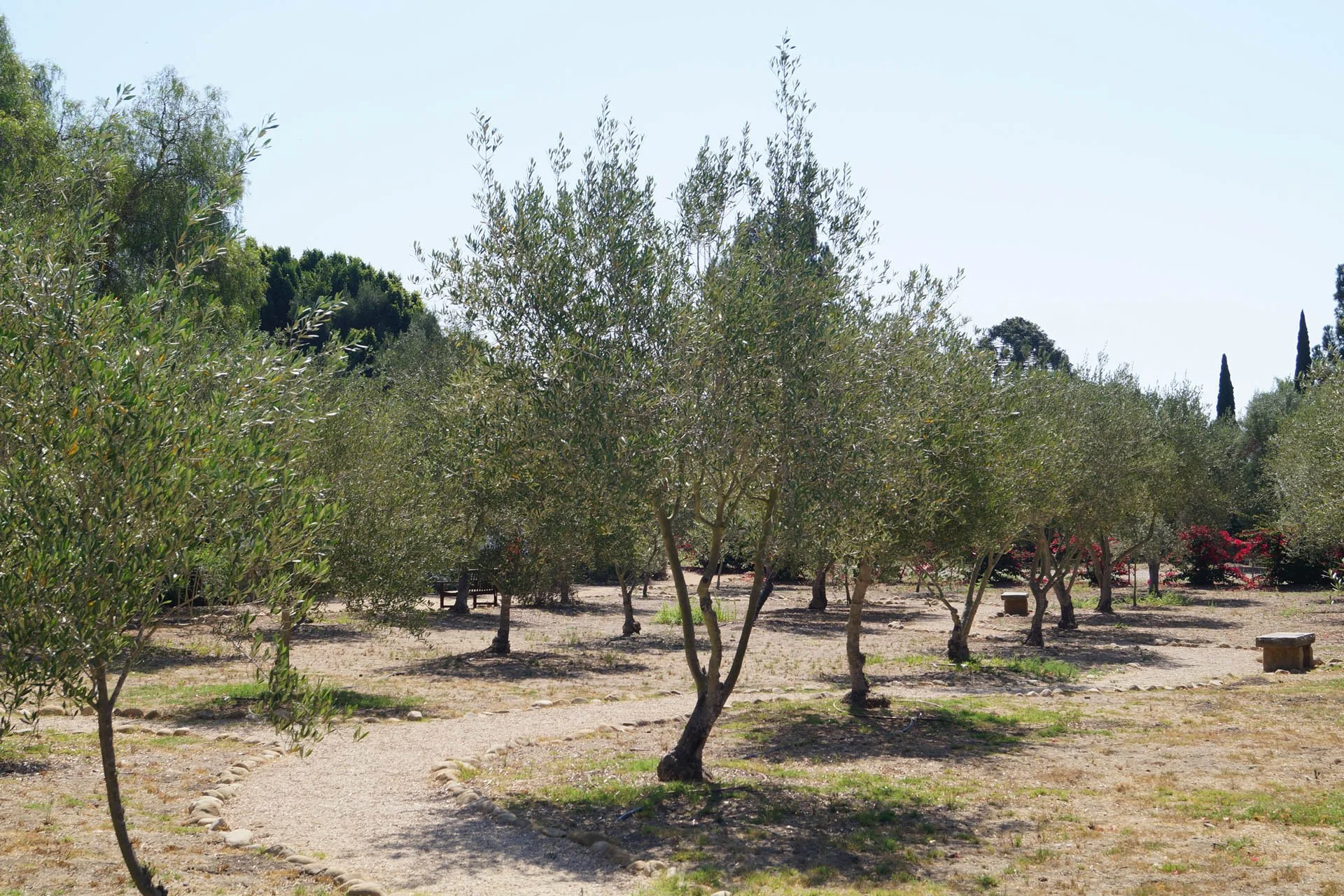 Mission Santa Barbara: Olive Garden