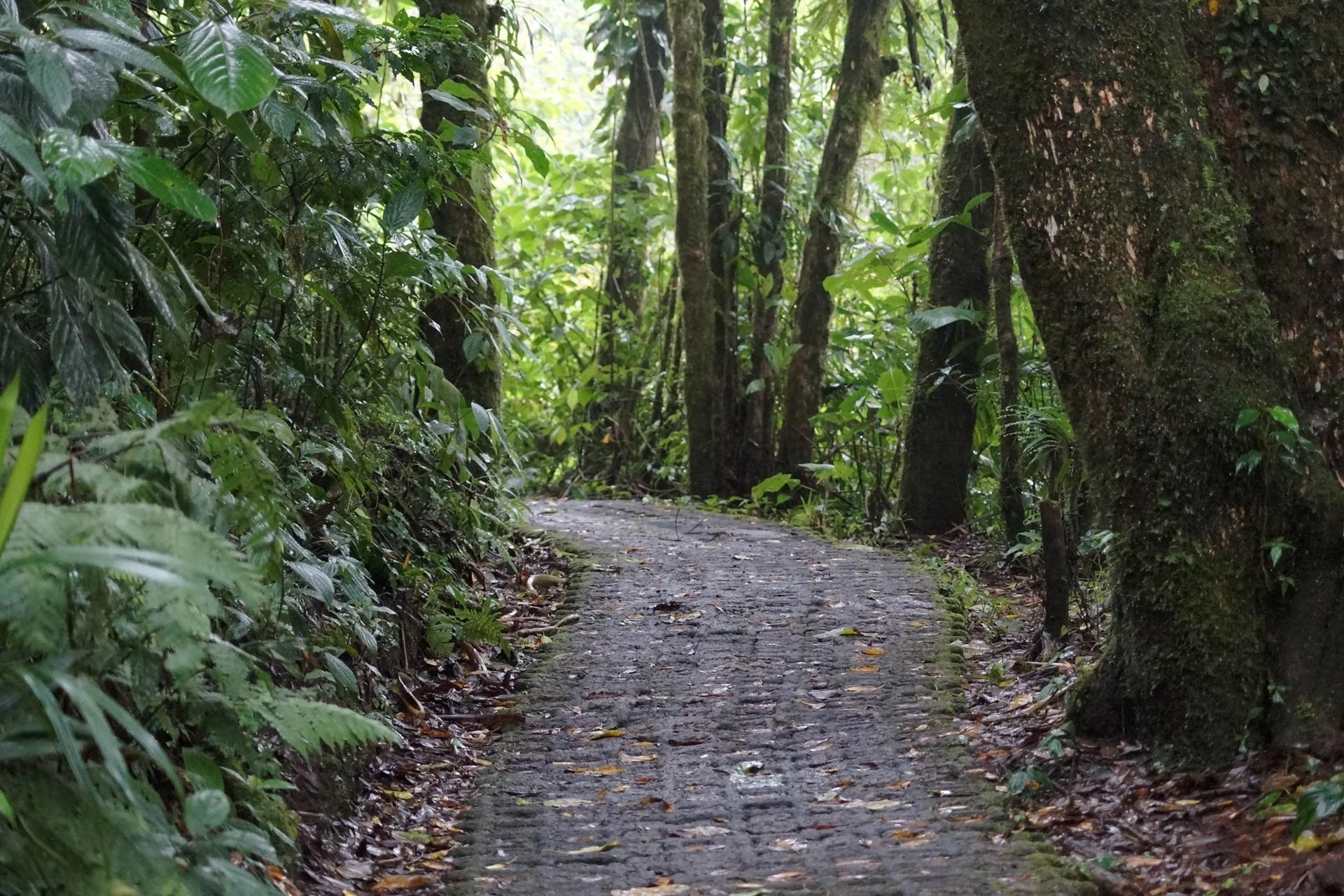 Hanging Bridges Trail at Selvatura Park