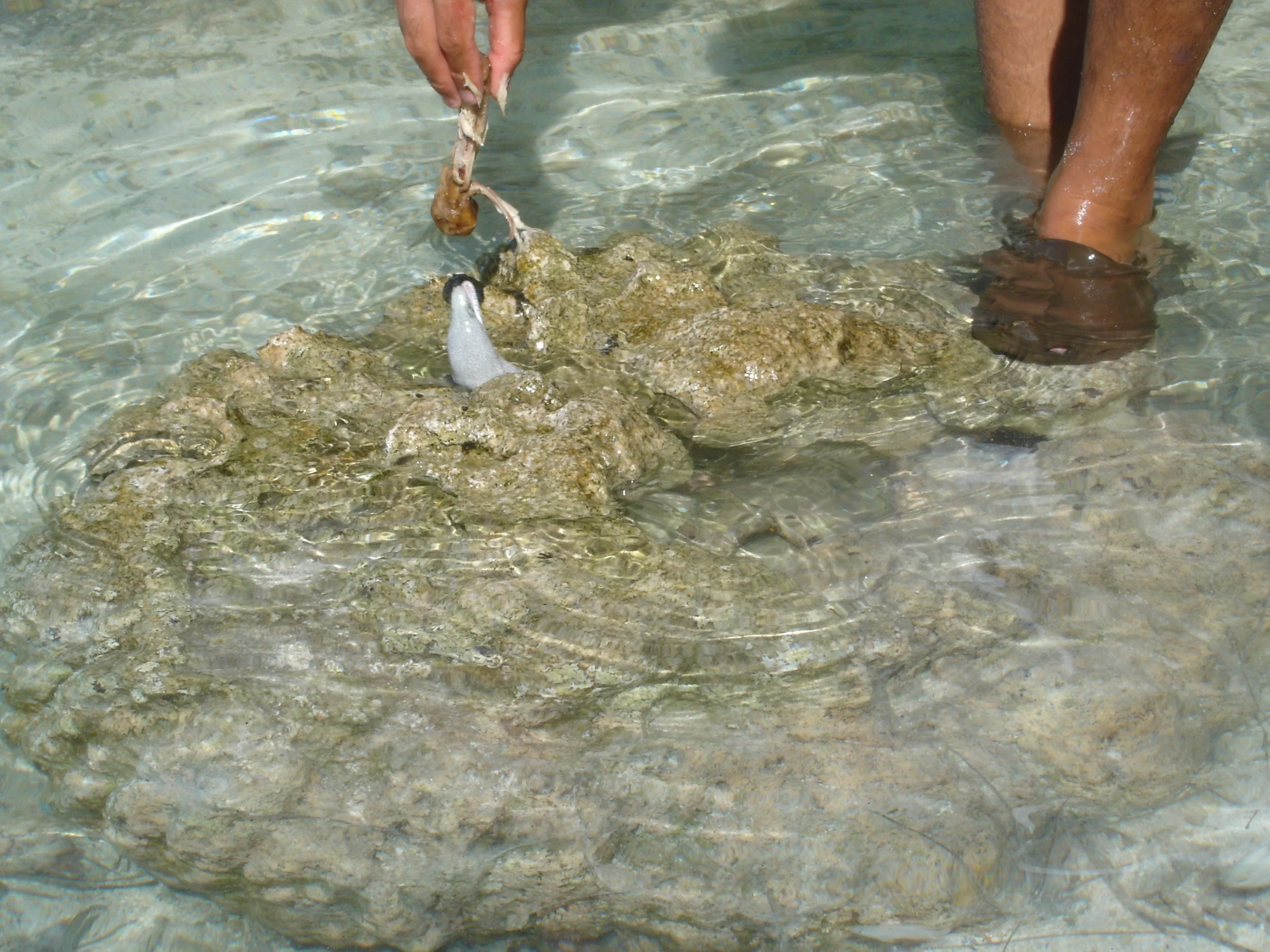 Moorea - A Moray Eel