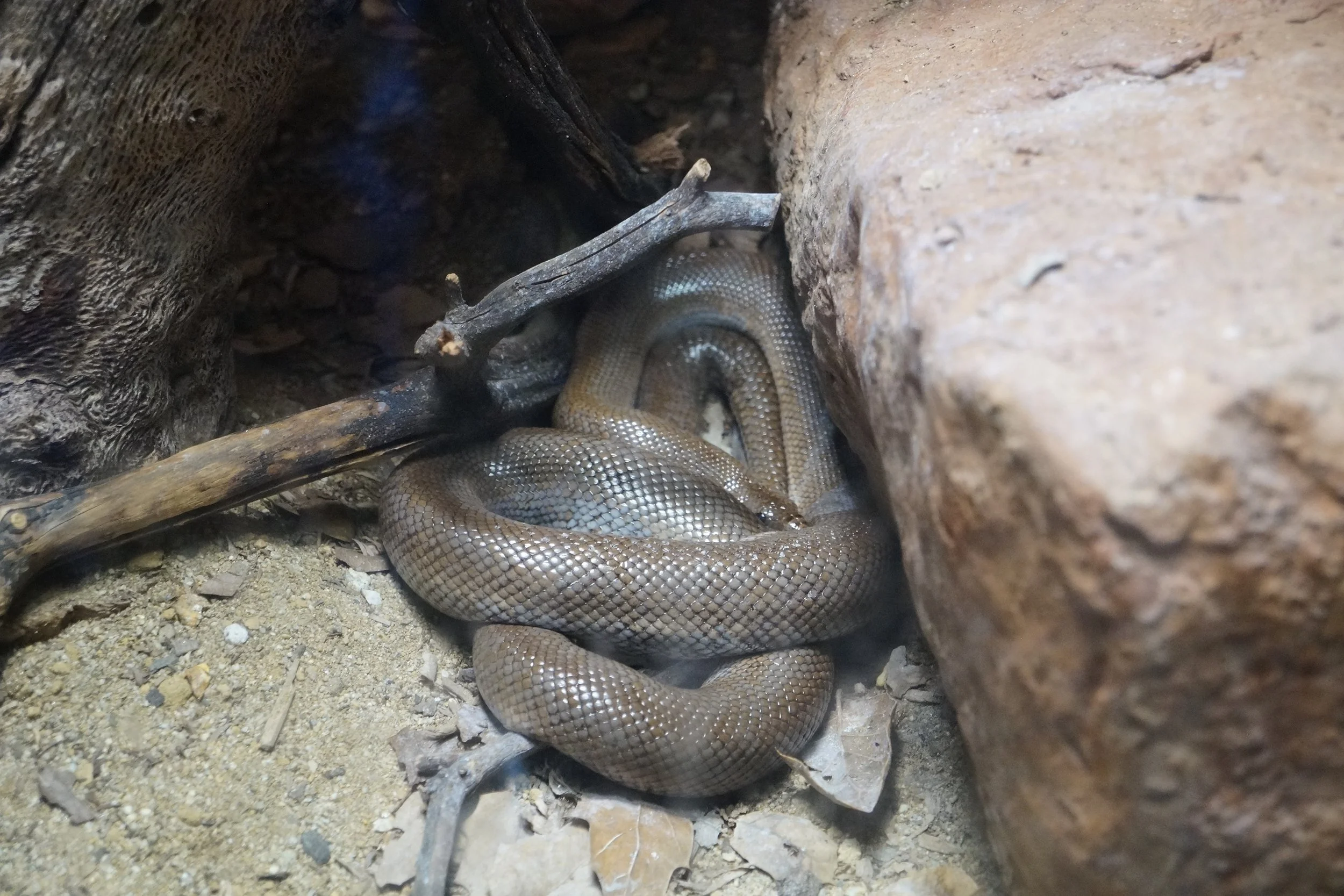 San Diego Zoo: Costal Rosy Boa