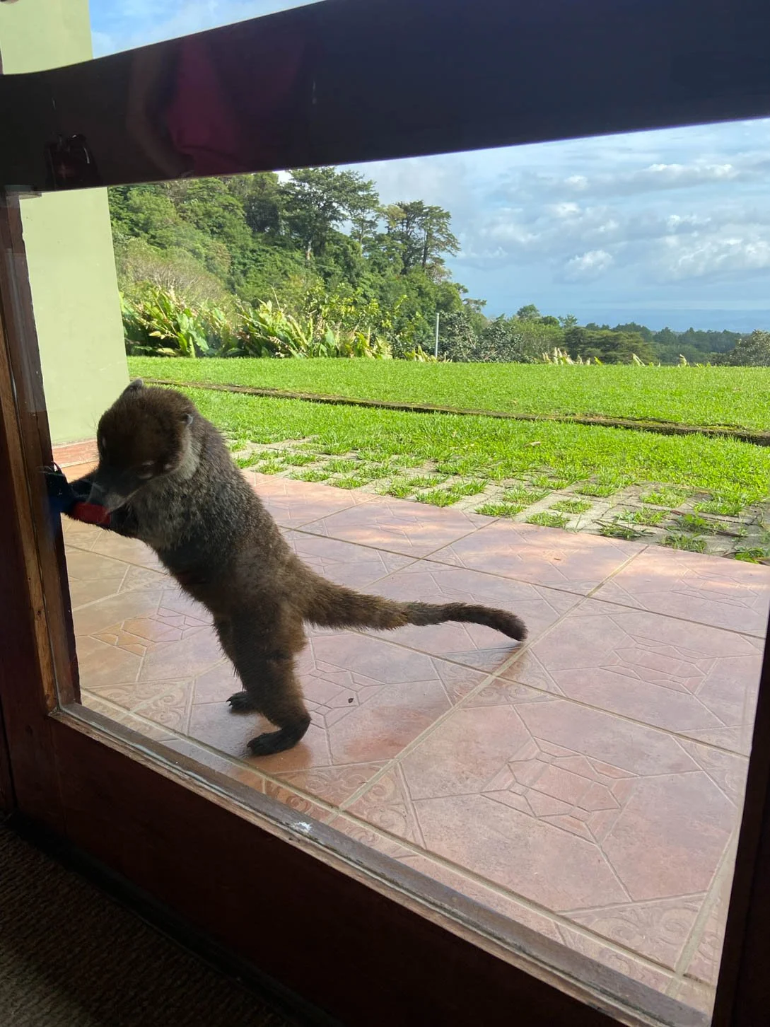 Coati outside our room at El Establo Hotel