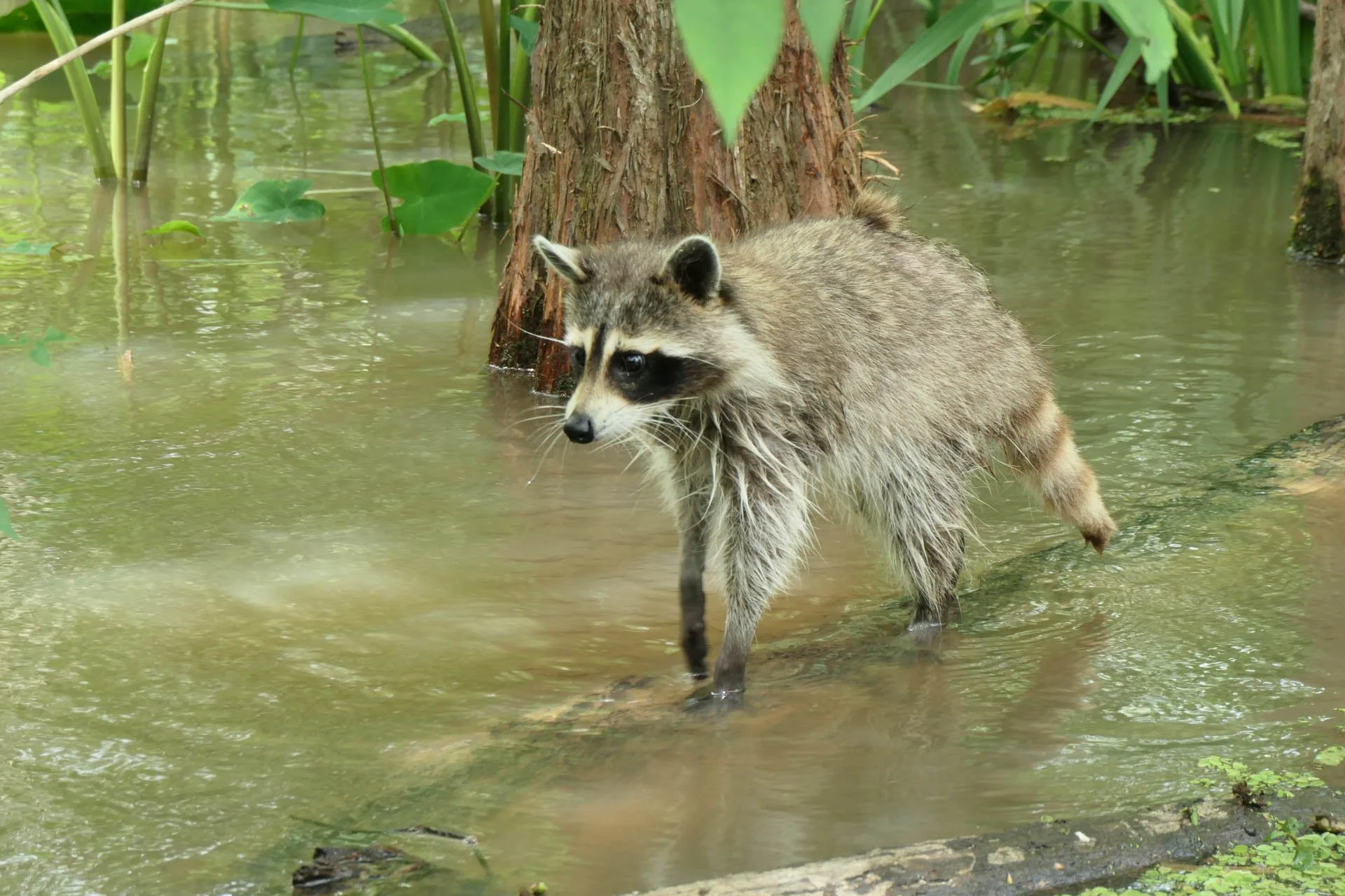 Cajun Experiences Swam Tour -Raccoon