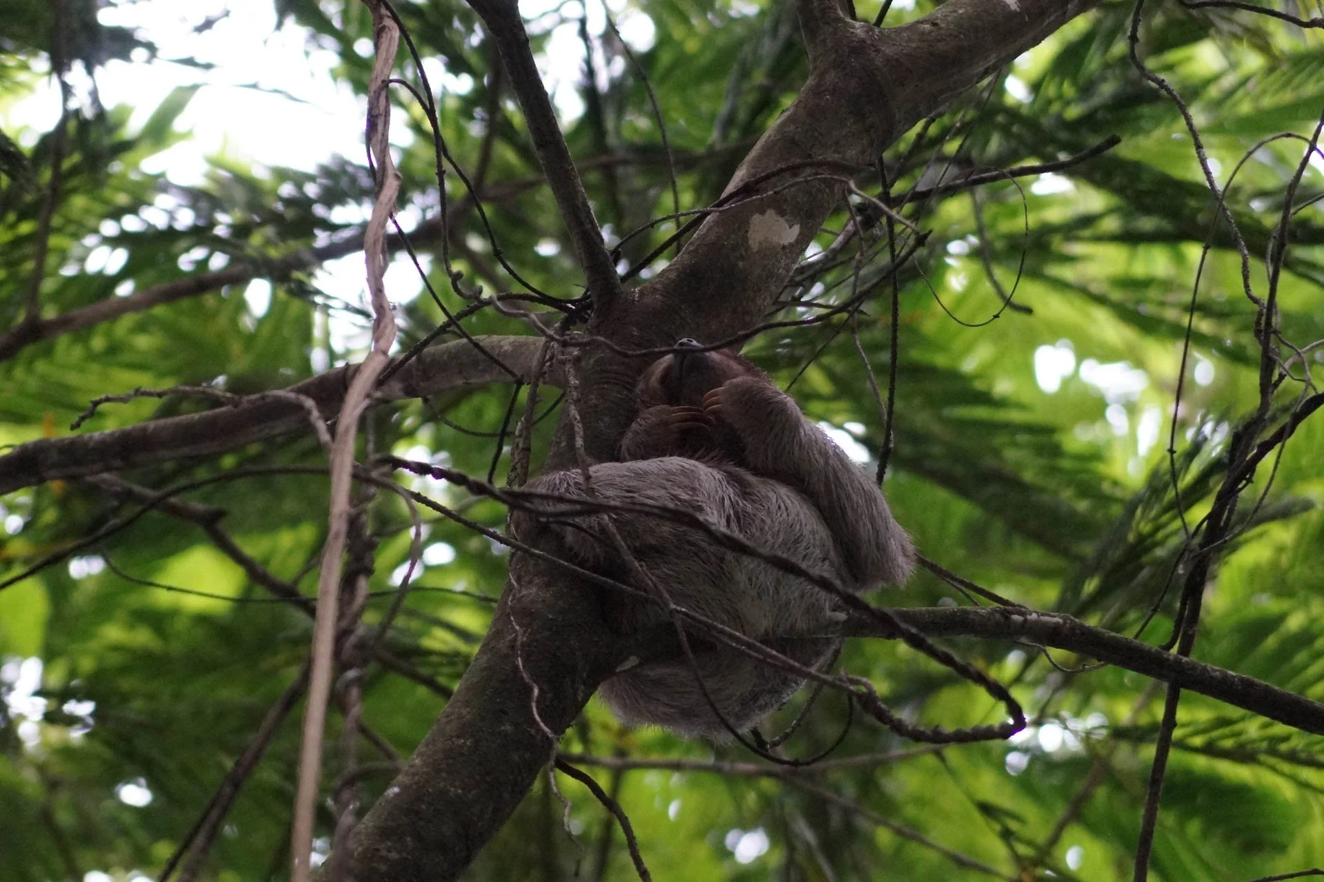 Sloth