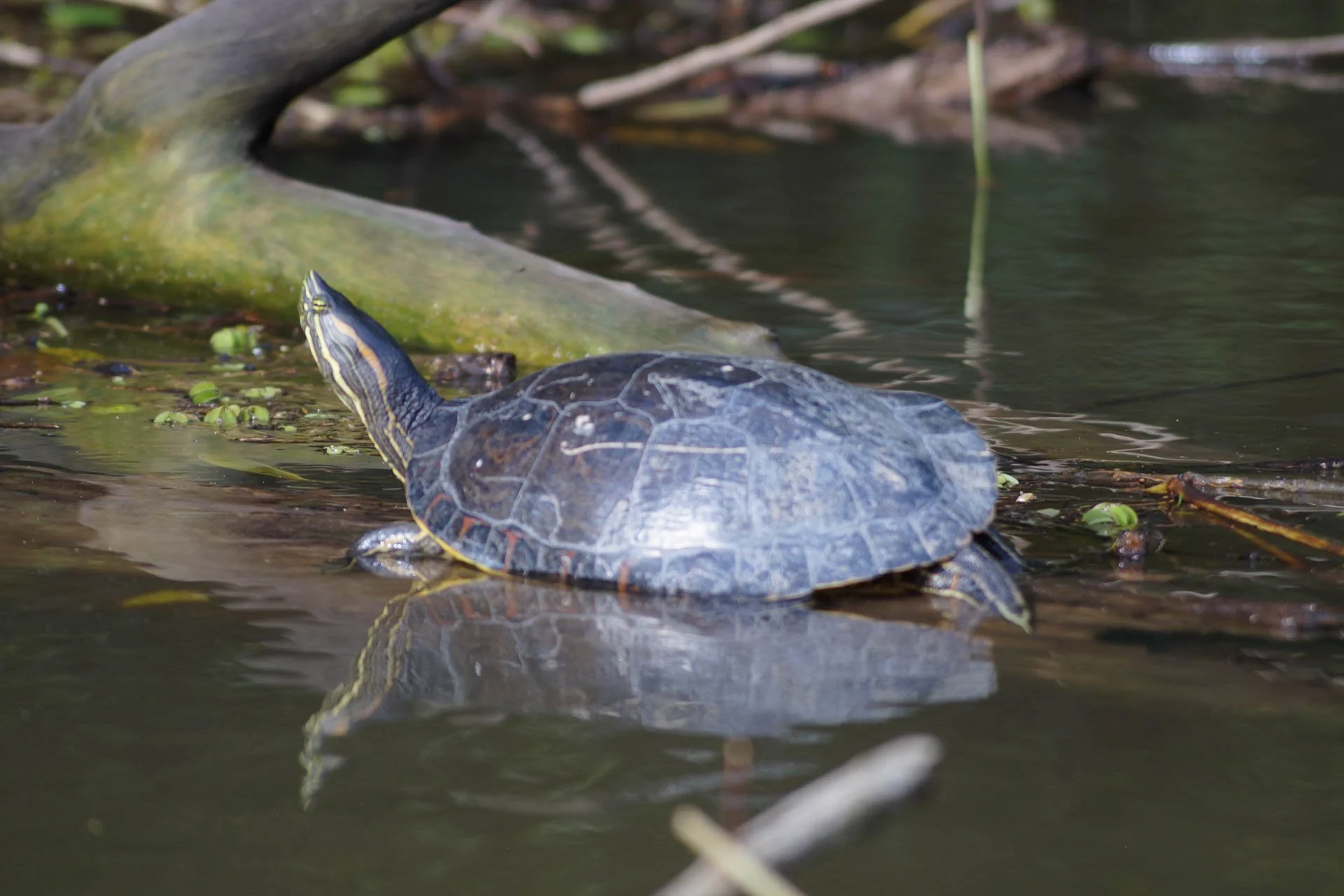 Mawamba Lodge - Orange-Eared Slider at Tortuguero National Park