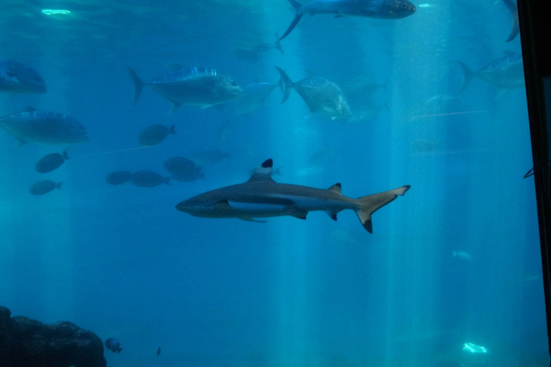Maui - Maui Ocean Center