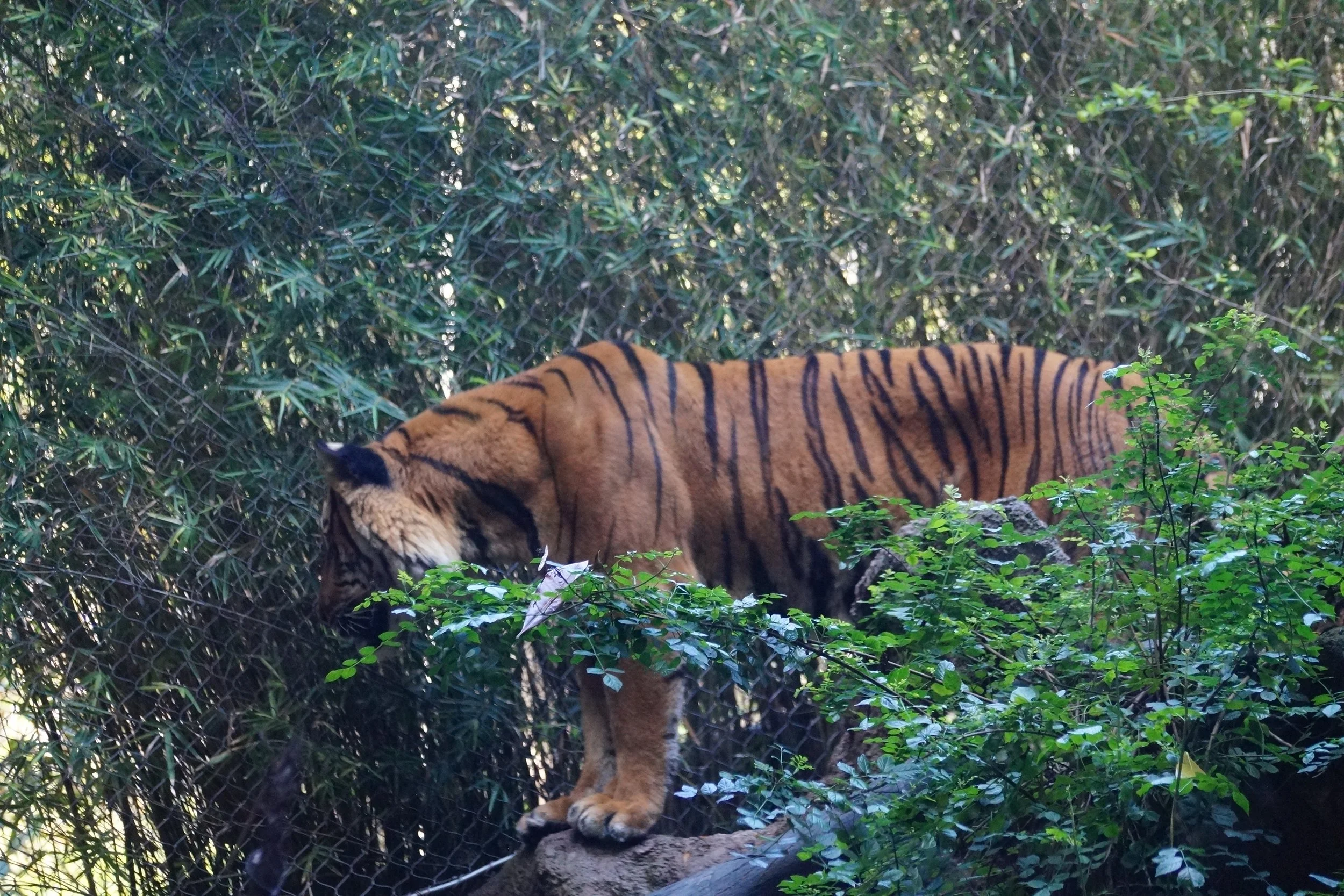 San Diego Zoo: Malayan Tiger