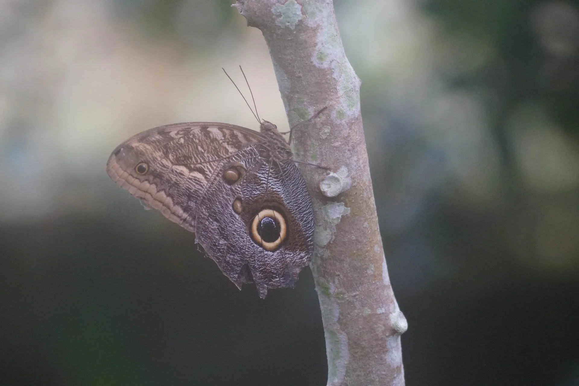 Butterfly Garden at Selvatura Park