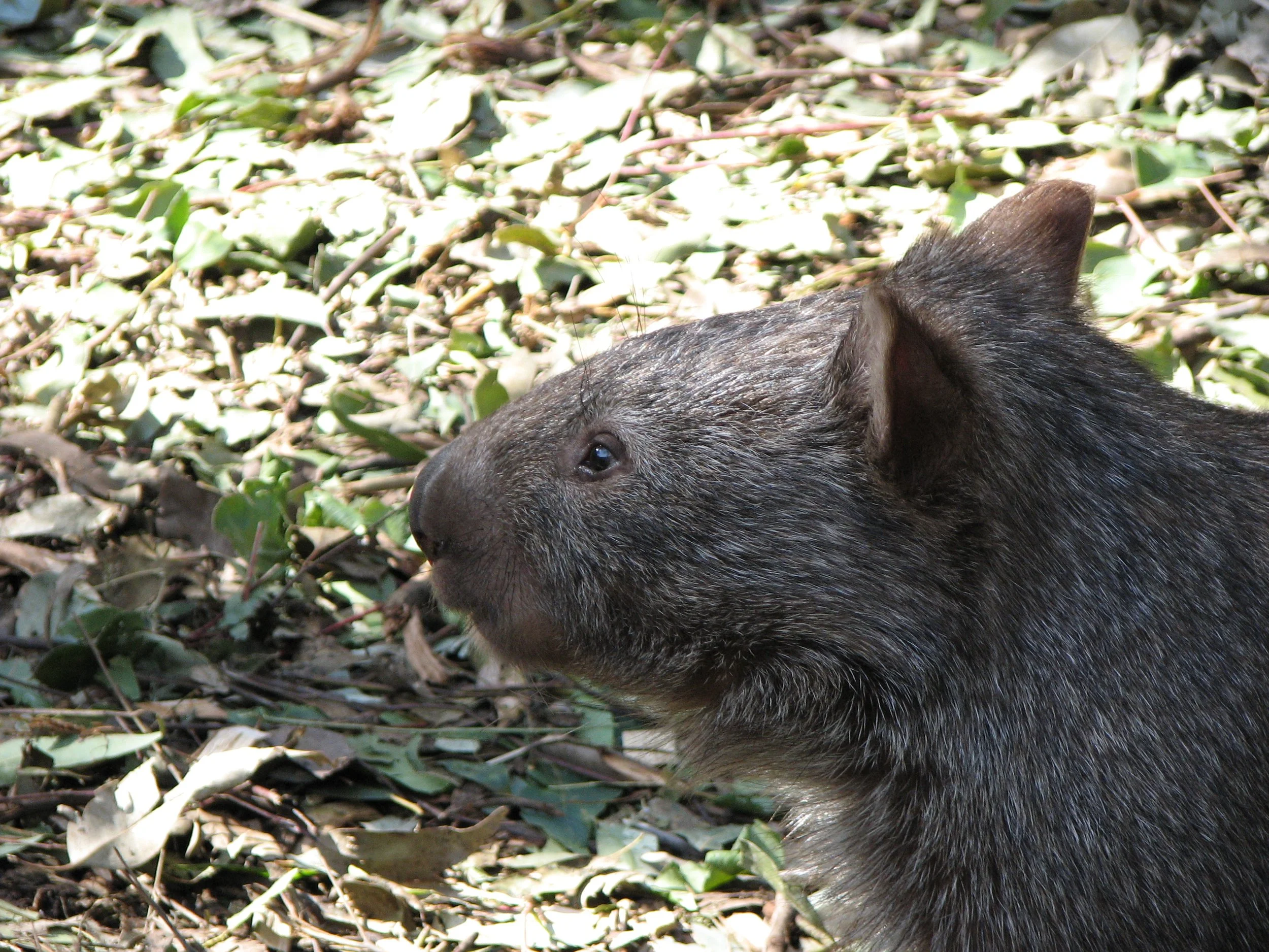 Featherdale Sydney Wildlife Park - Wombat