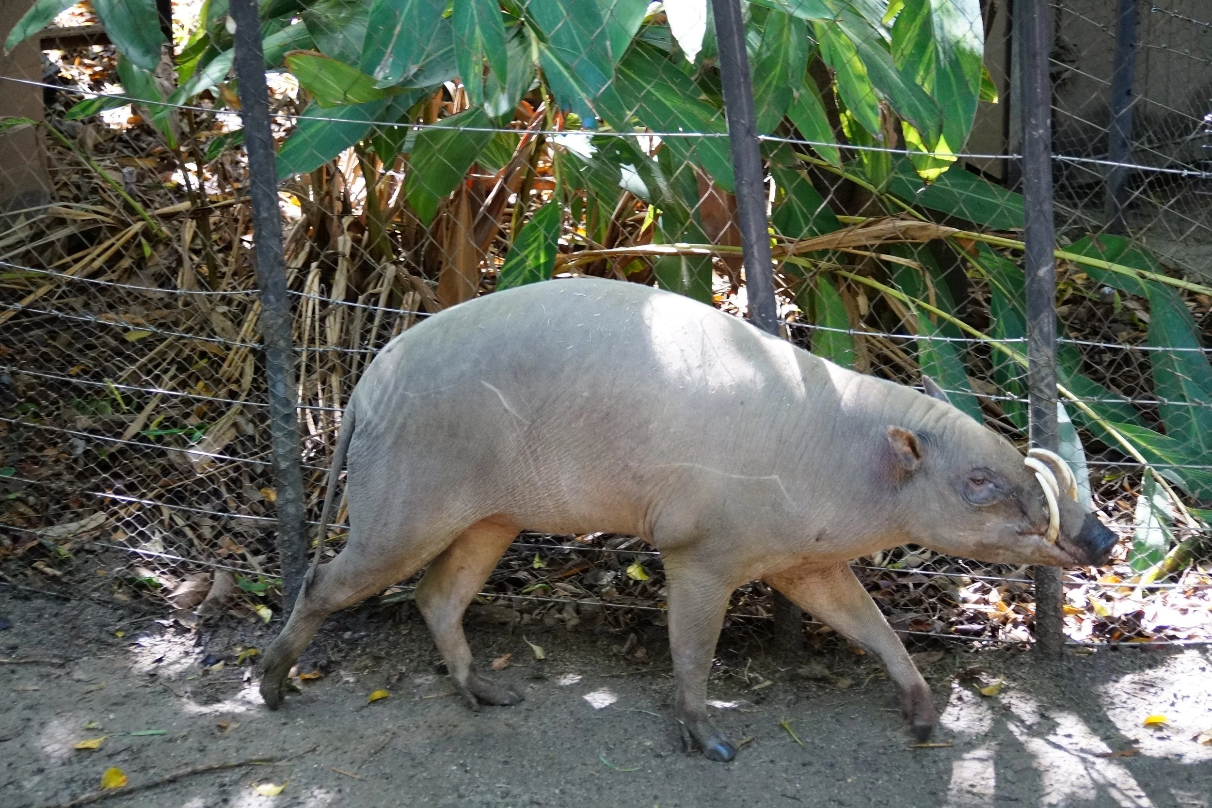 San Diego Zoo: Baribusa