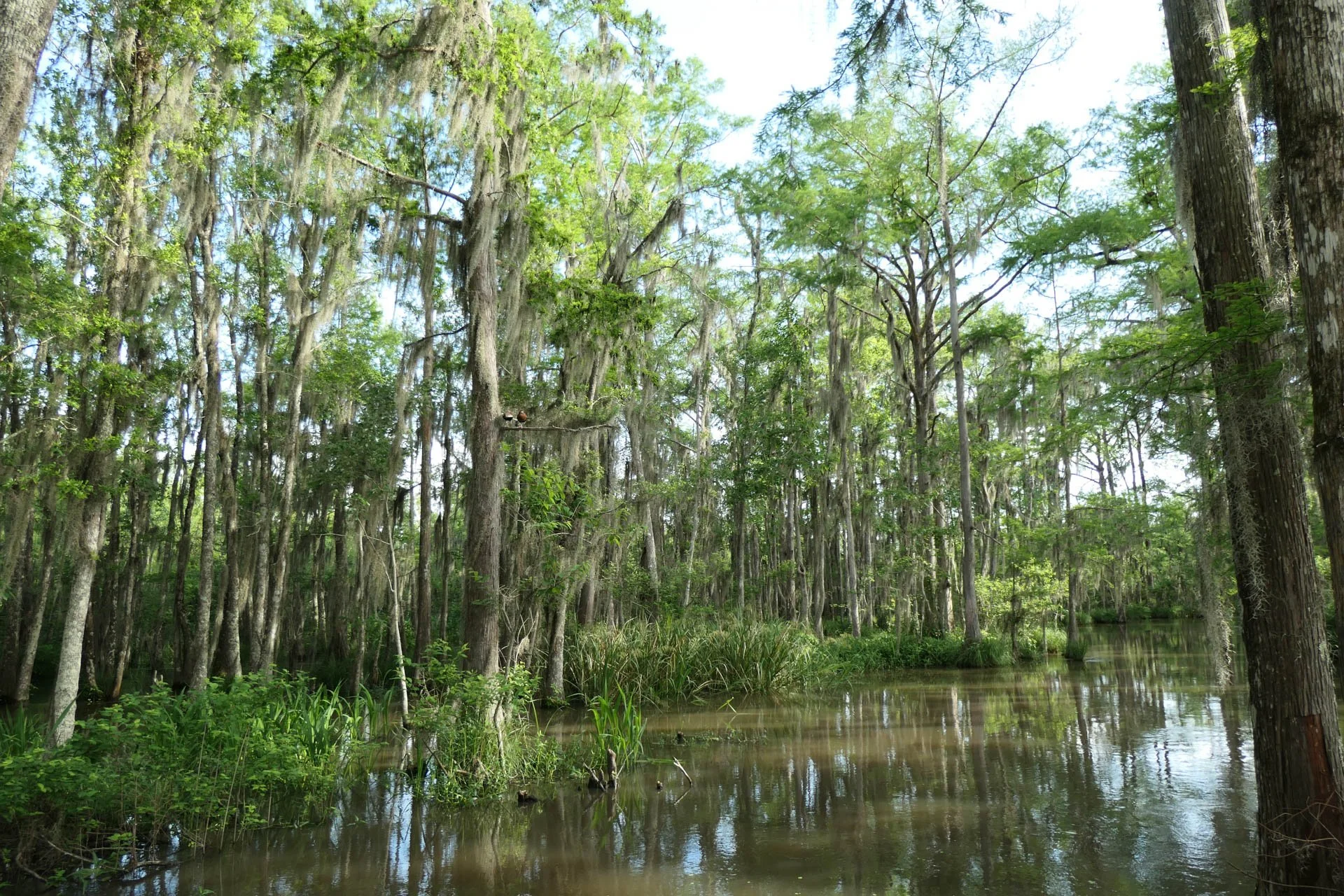 Cajun Experiences Swam Tour