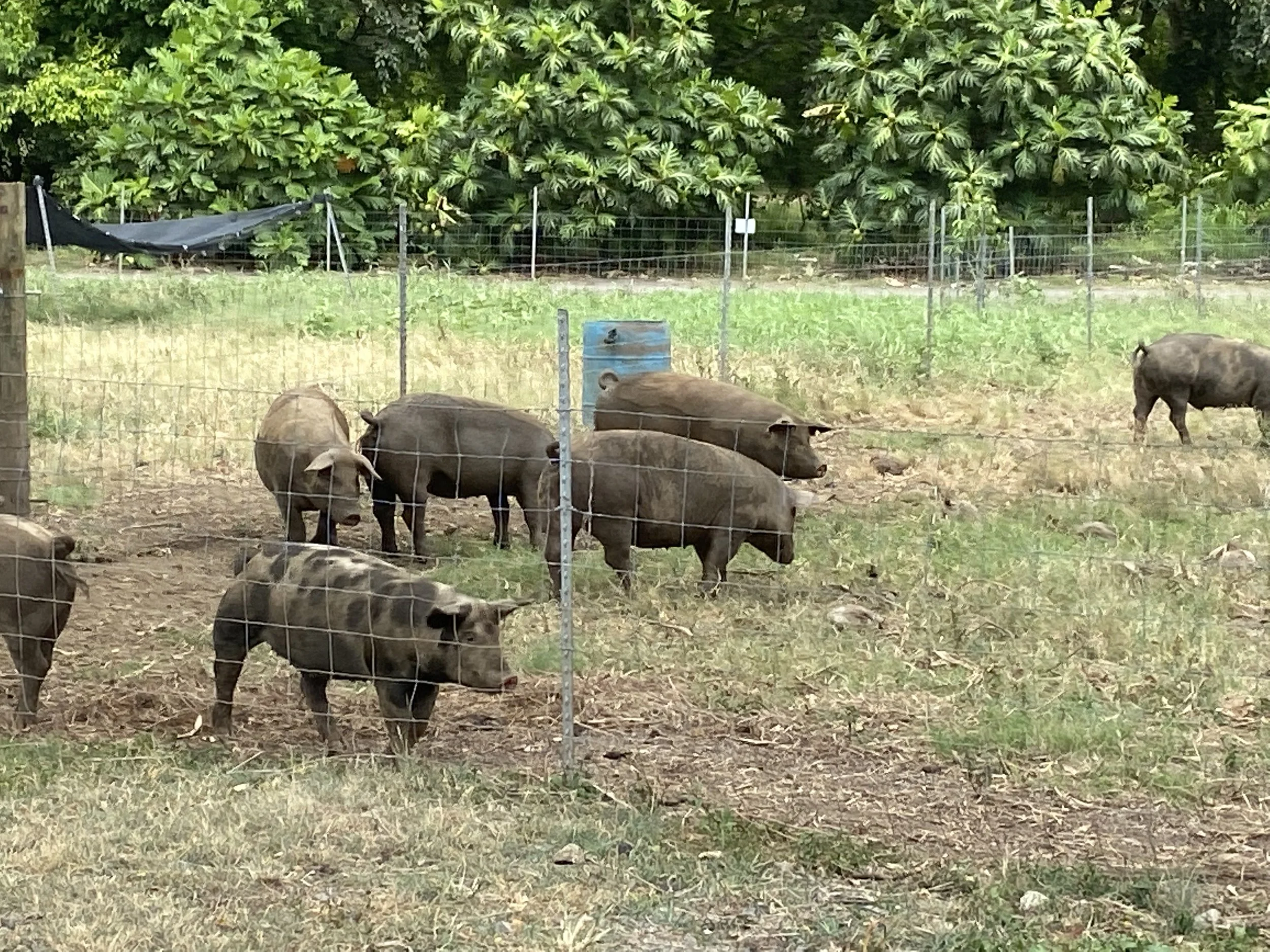 Kualoa Ranch