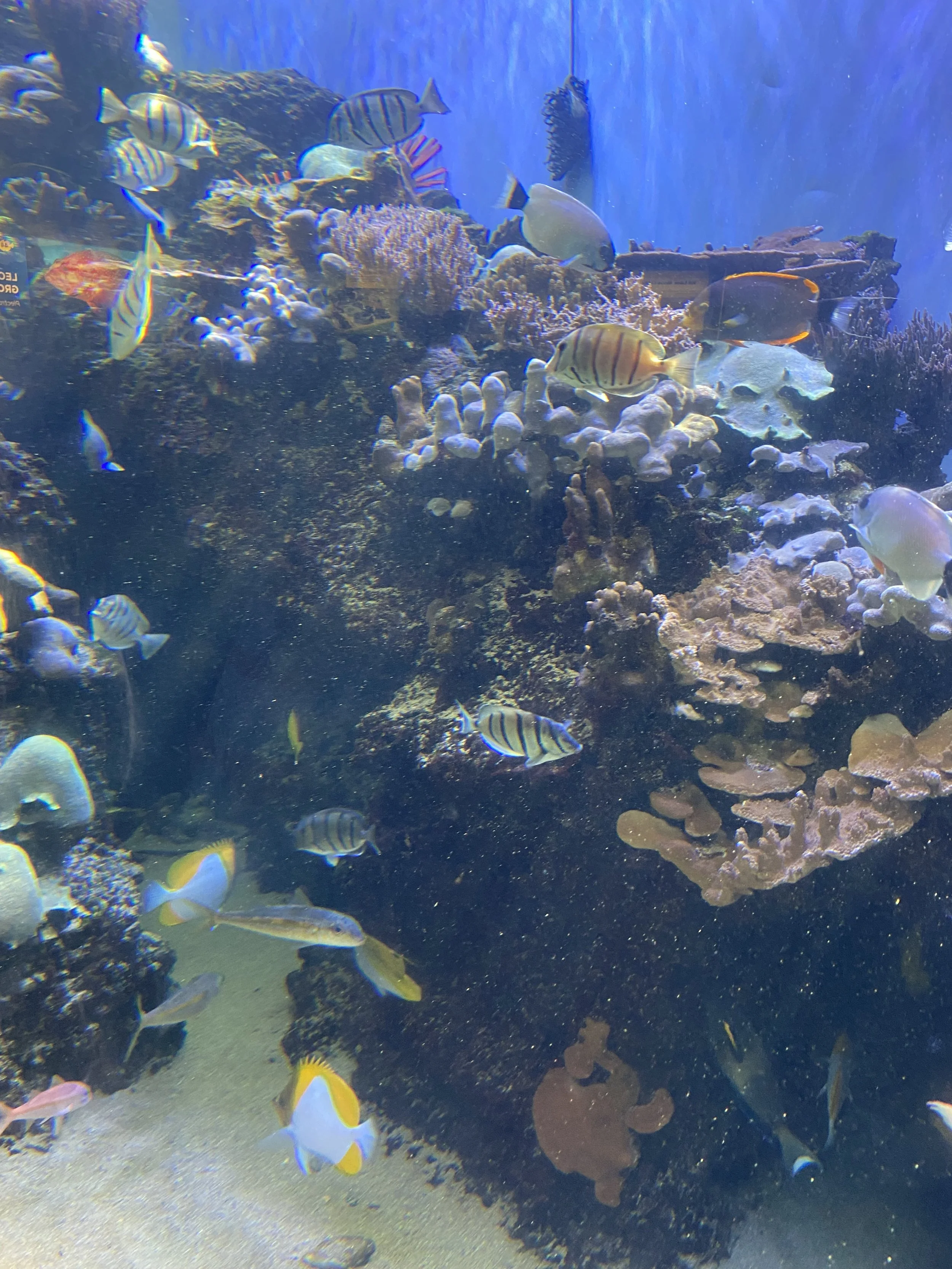 Waikiki Aquarium - Coral Reef Exhibit at Waikiki Aquarium