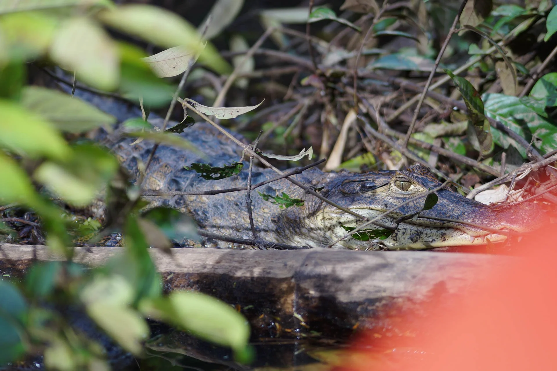 Mawamba Lodge - Spectacled Caiman at Tortuguero National Park