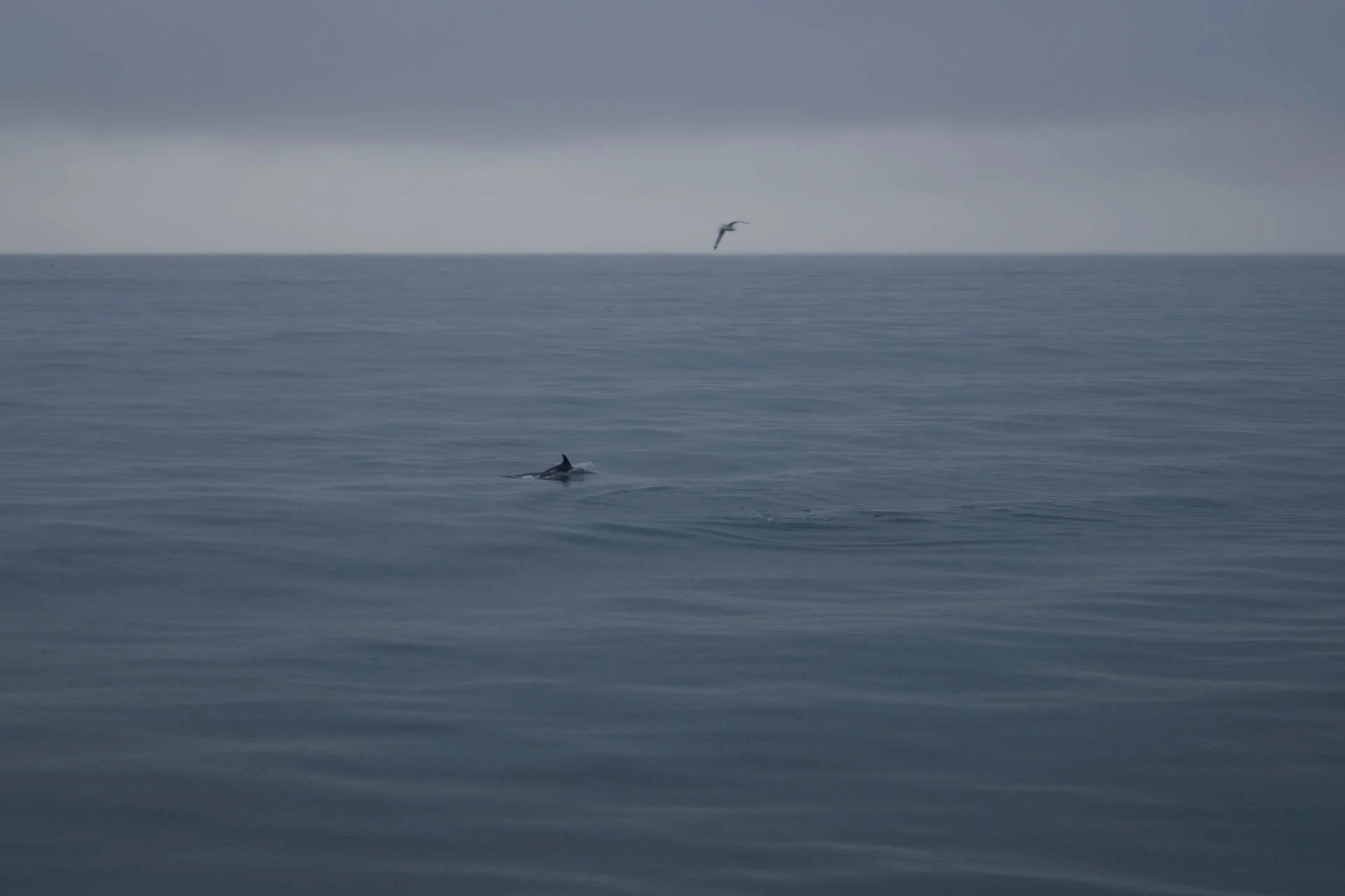 White-Beaked Dolphin - these were the only sea life we saw on the whale watching excursion
