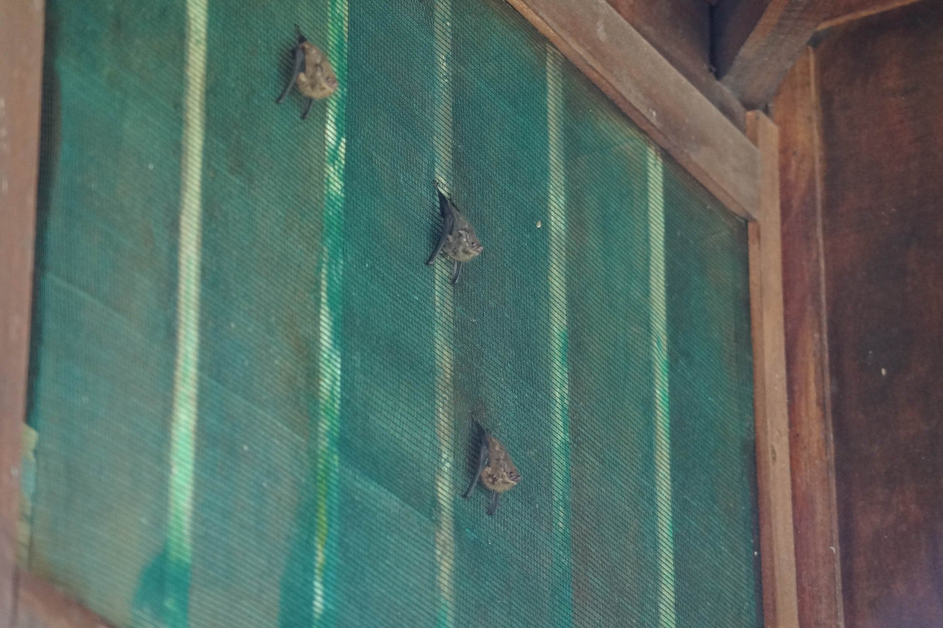 Mawamba Lodge - Greater White-Lined Bats 
