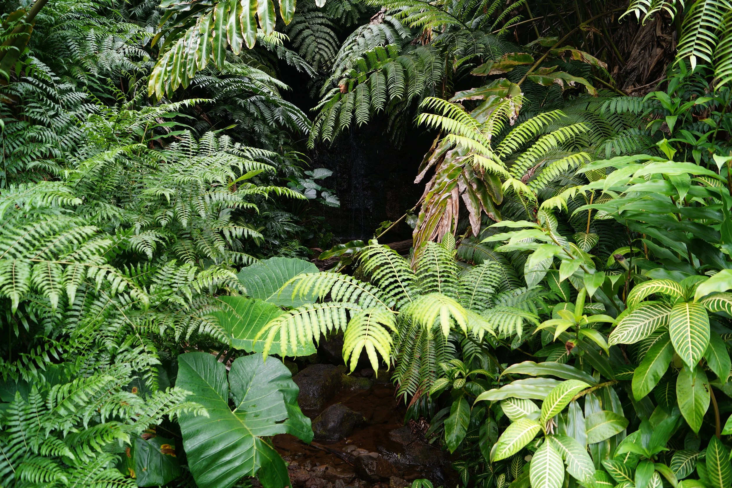 Scenic Drive - Akaka Falls Trail