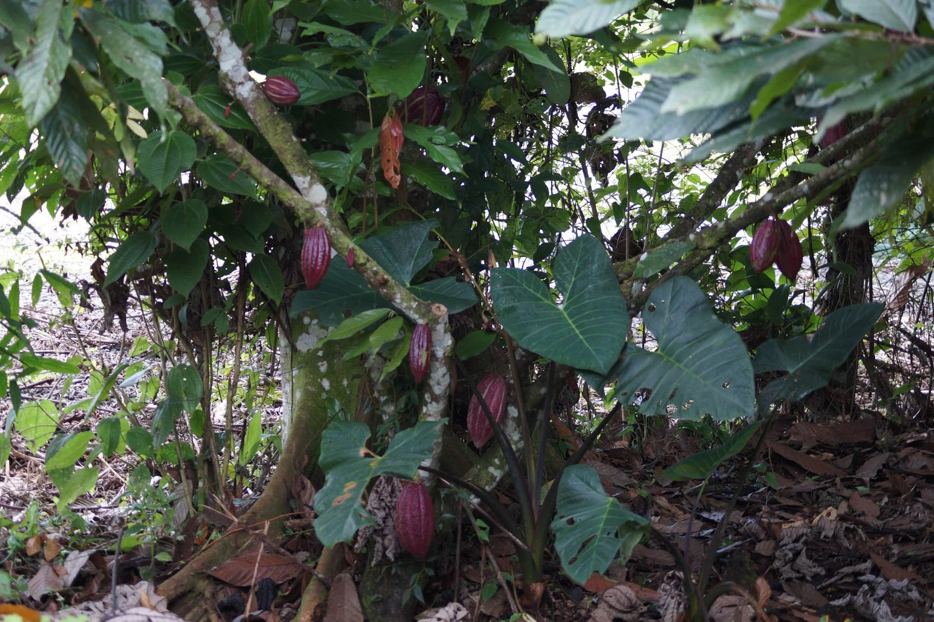 Don Juan Chocolate and Coffee Tour