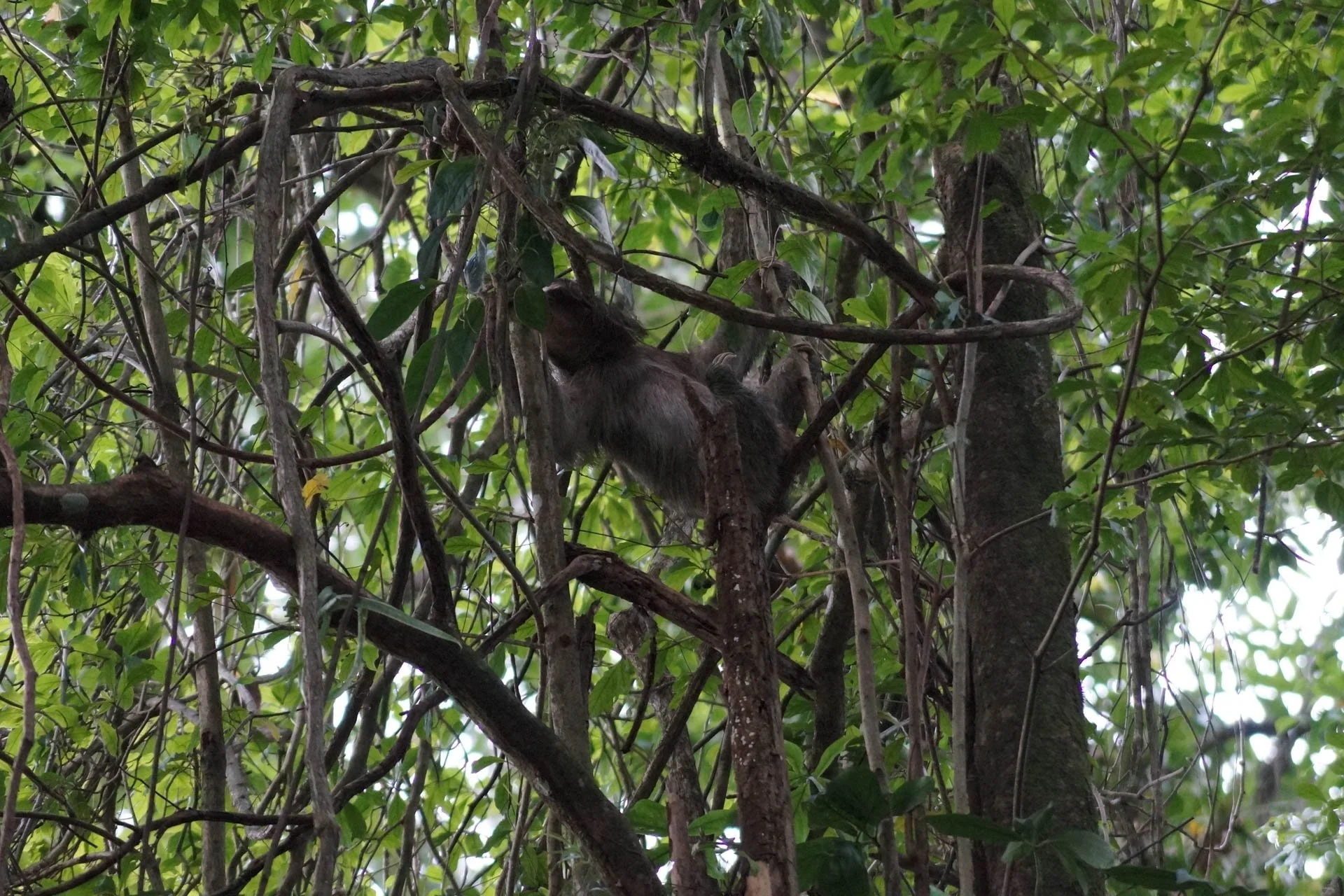 Sloth