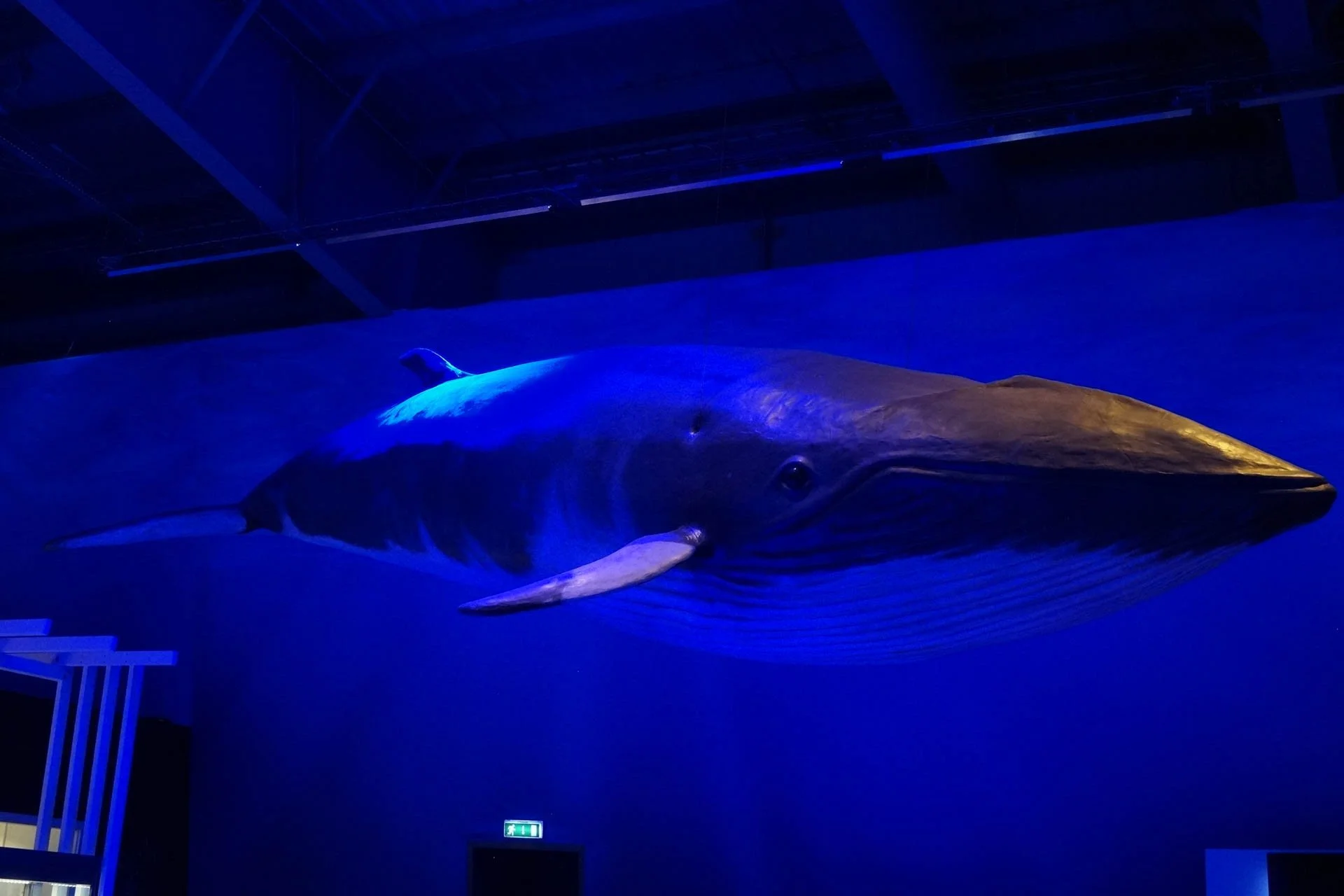 Whales of Iceland Exhibit - Minke Whale. Some Icelanders still eat whale and this is the species which is consumed. I had a chance to taste it a few days later.  I didn't enjoy it as it had a weird smooshy texture and very fishy taste/smell.