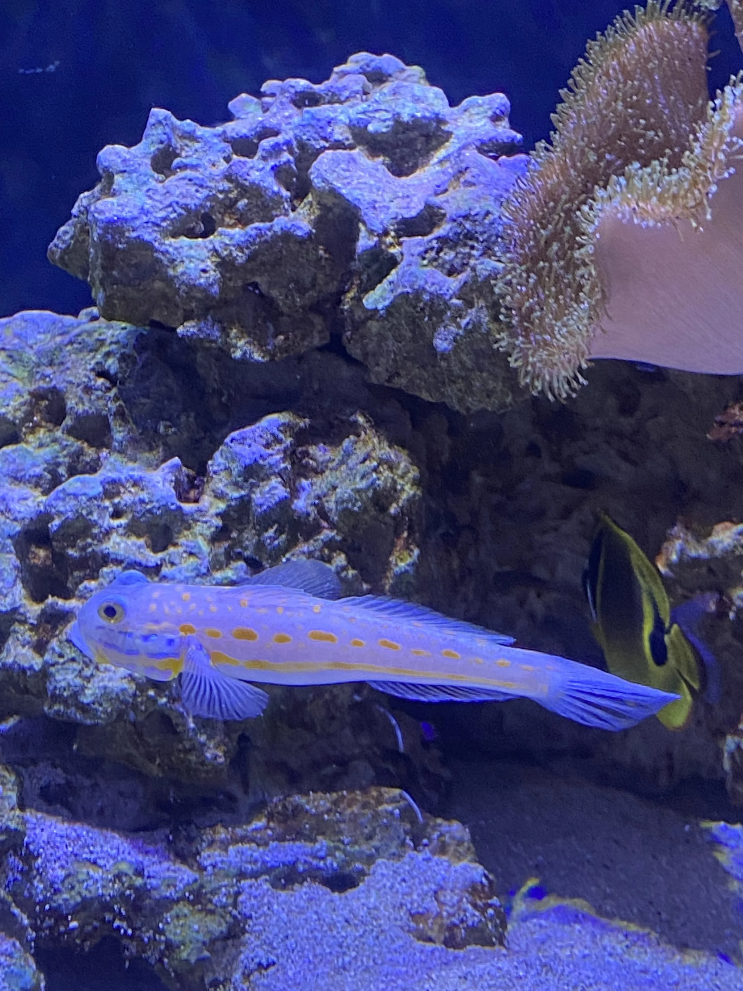 Waikiki Aquarium