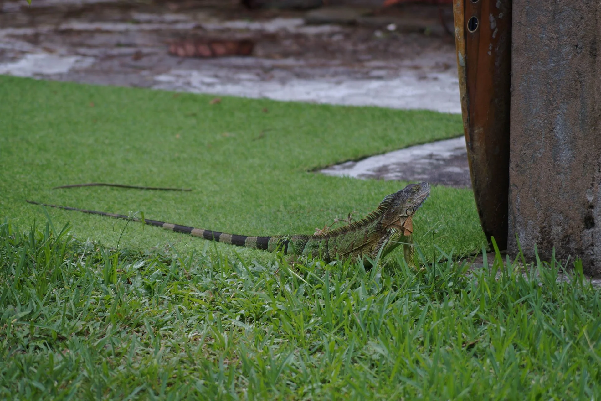Mawamba Lodge - Iguana. They were all over the place.
