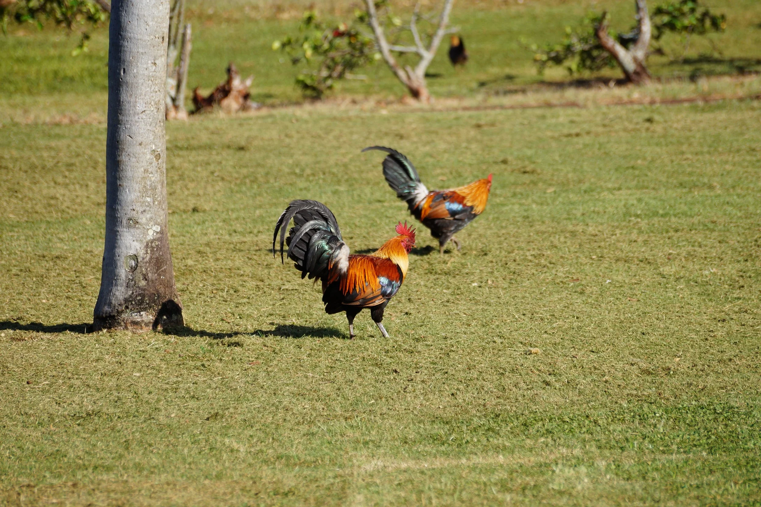 Roosters