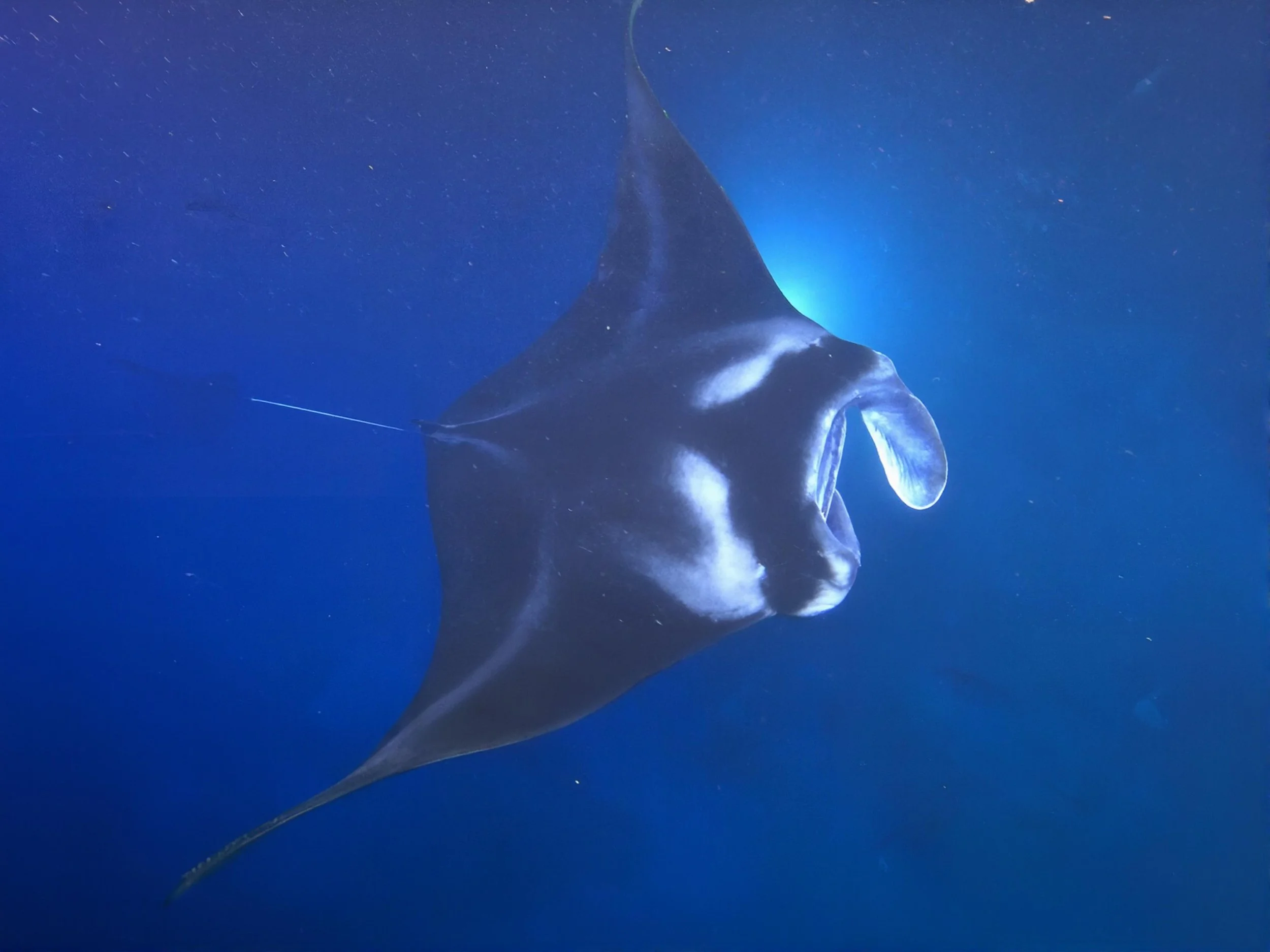 Big Island Hawaii - Manta Ray