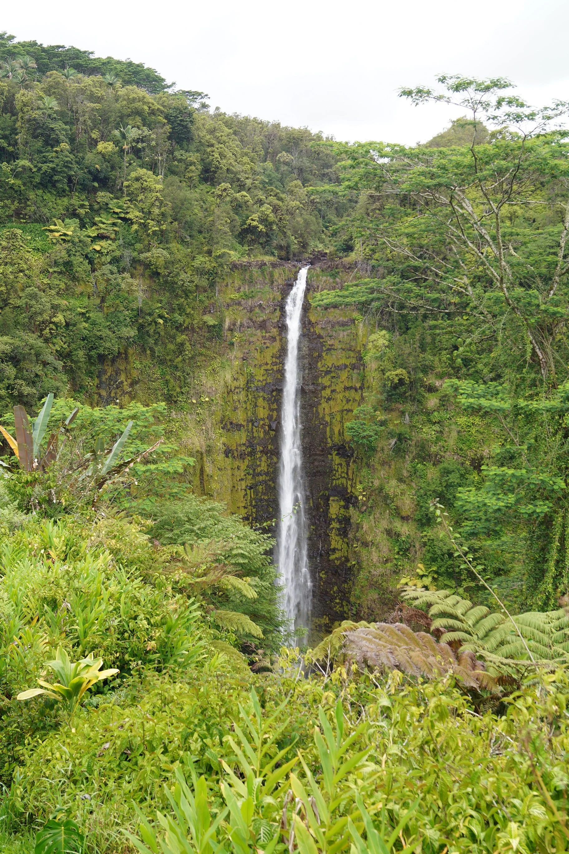 Scenic Drive - Akaka Falls