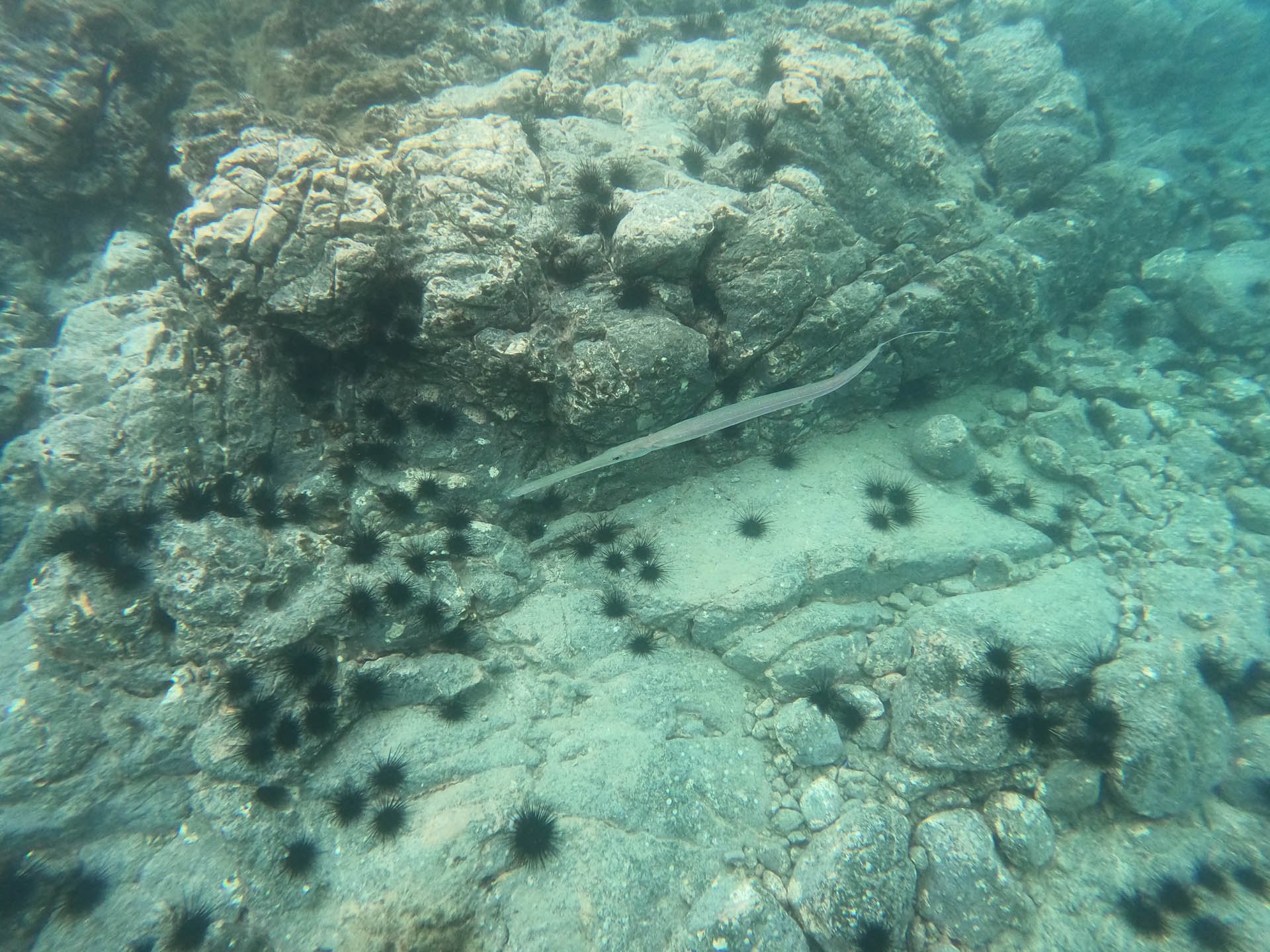 Snorkeling in Golfo Papagayo