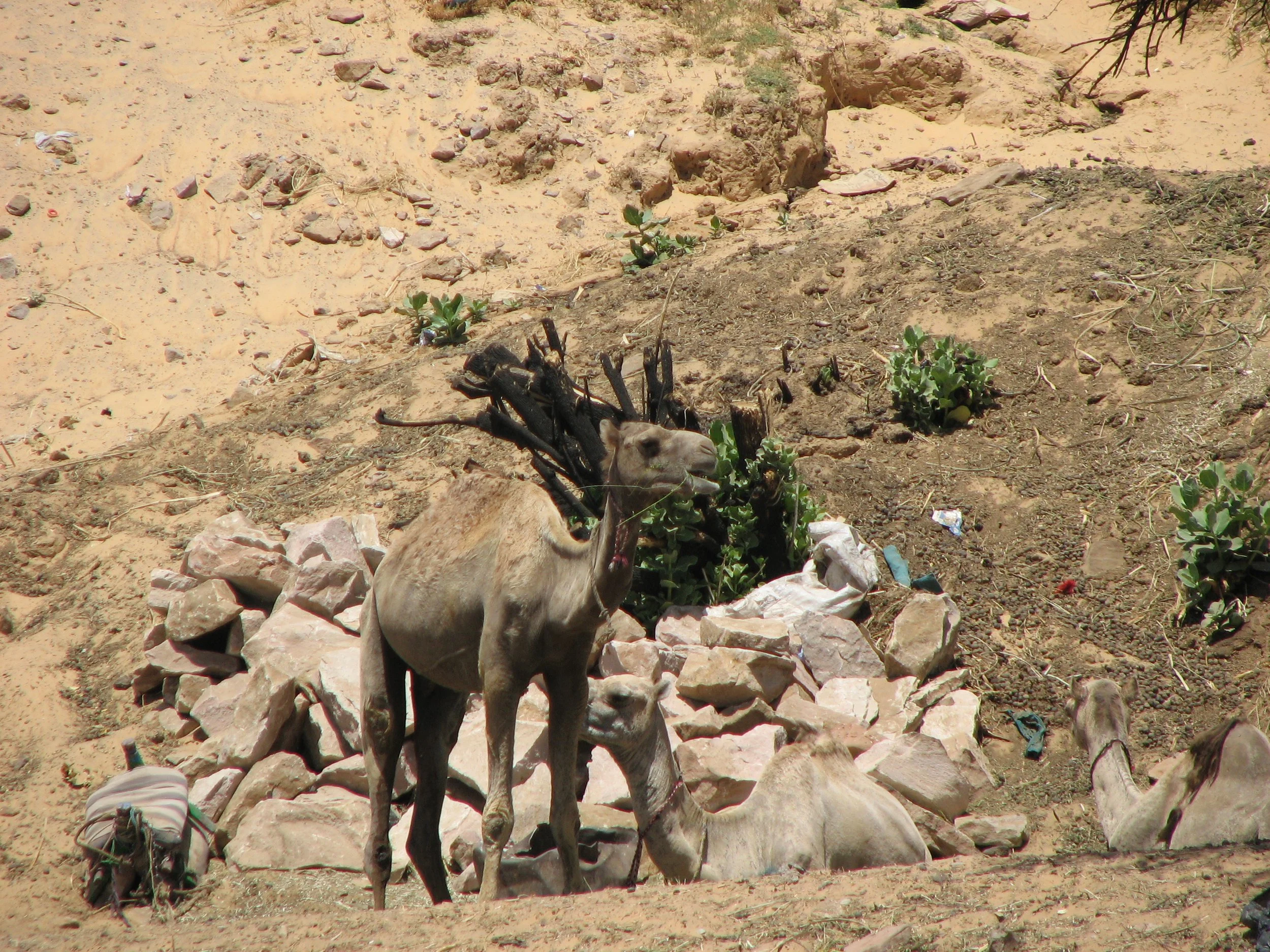Nubian Village, Aswan