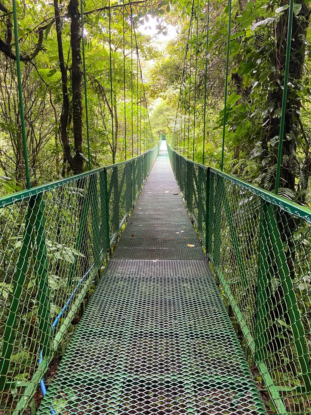 Hanging Bridges Trail at Selvatura Park