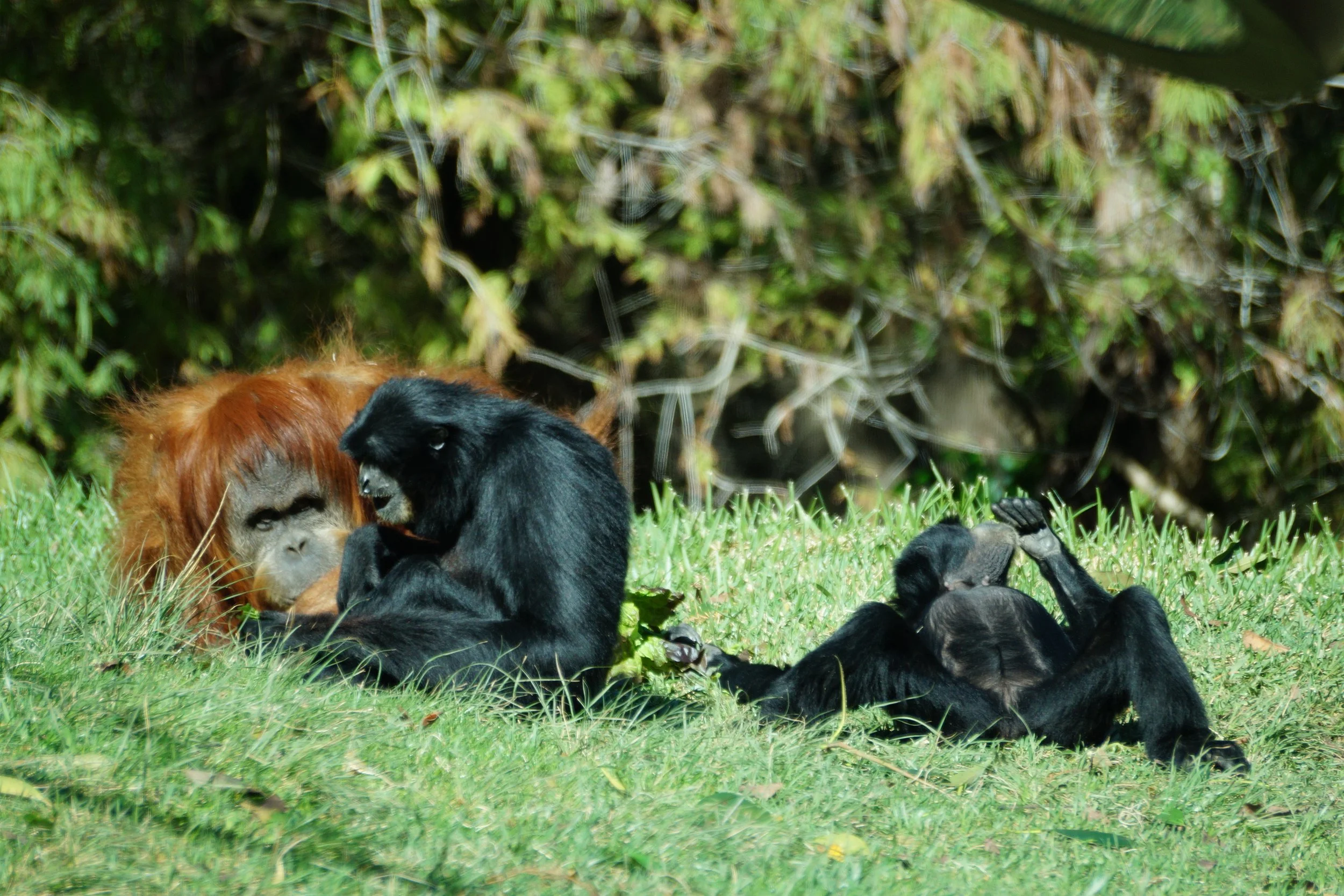 San Diego Zoo: Orangutan and Gibbons