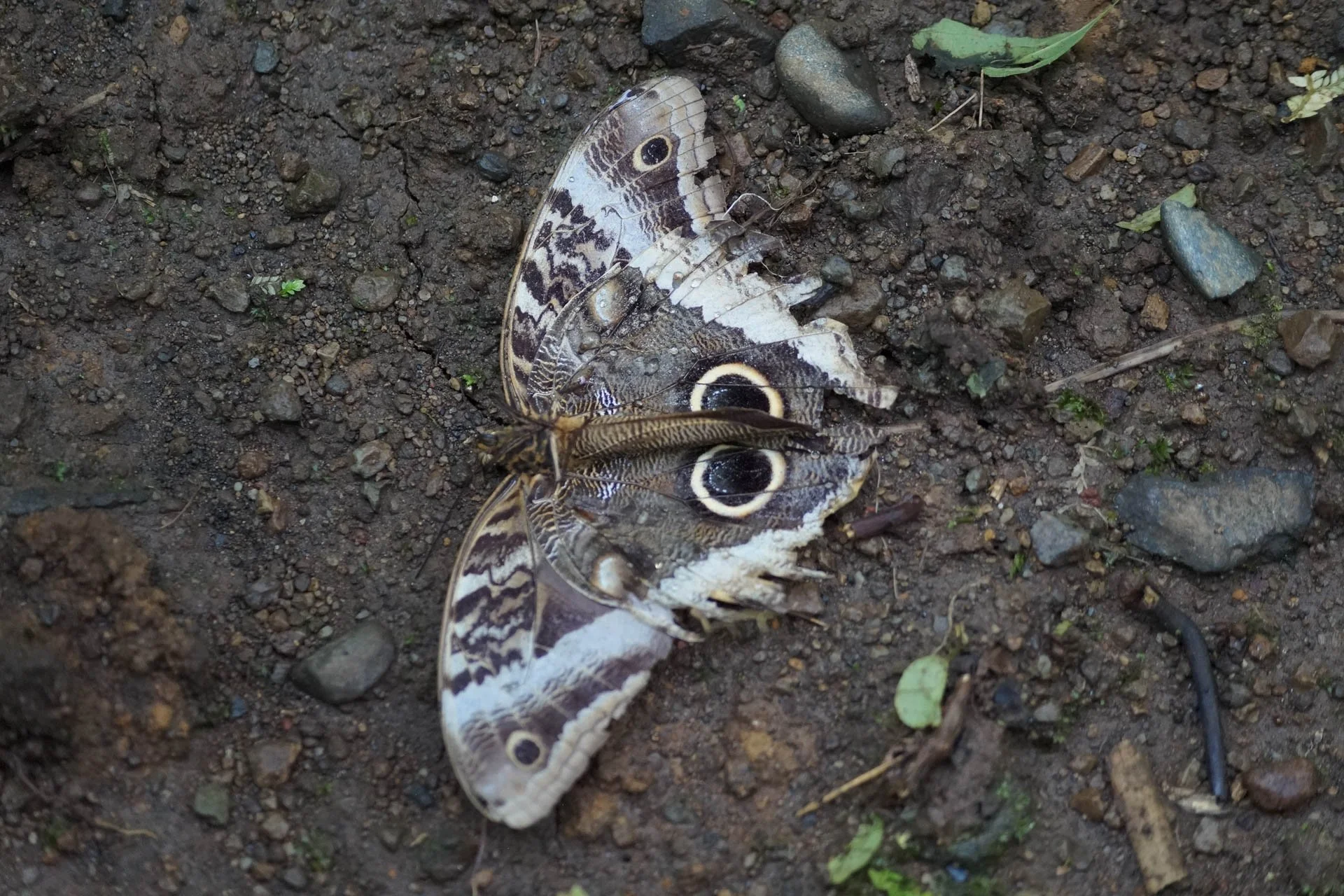 Ecocentro Danaus - Dead Owl Butterfly
