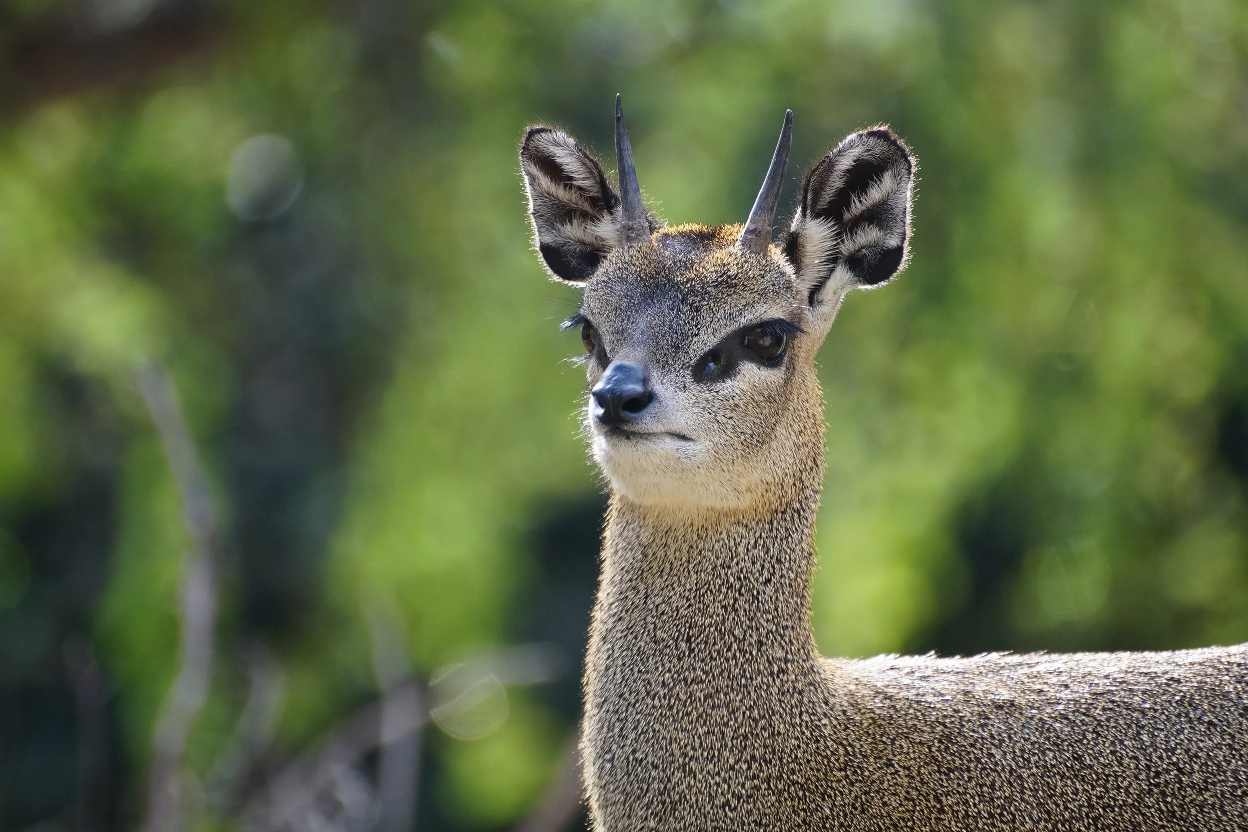 San Diego Zoo: Klipspringer