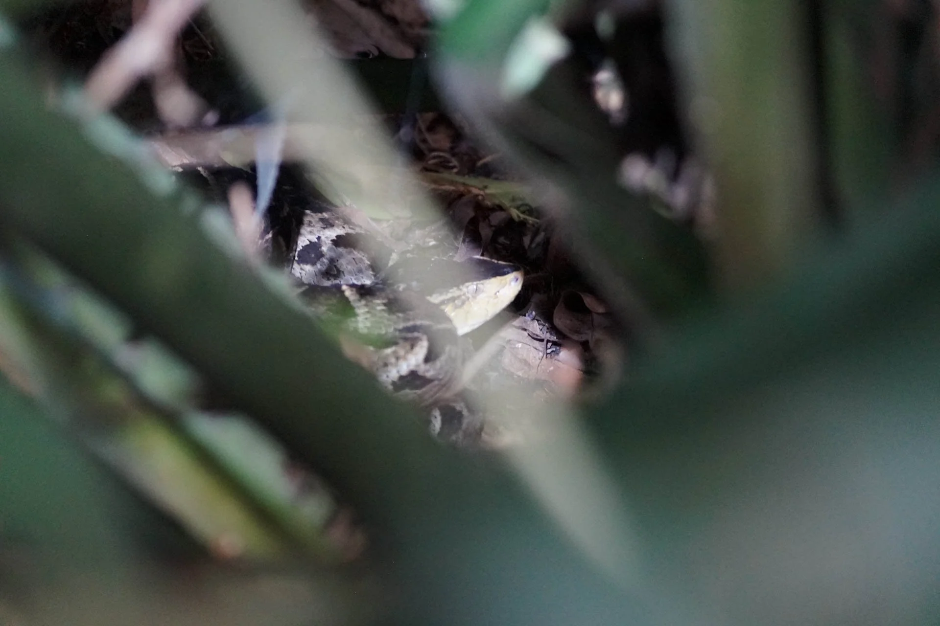 Sloth Watching Tour - Fer-de-Lance