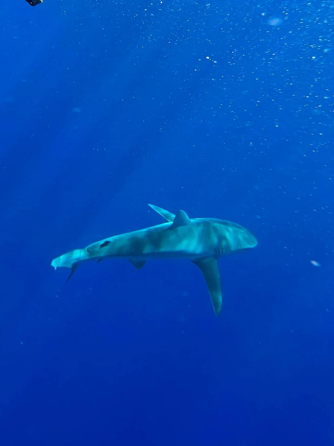 Shark Diving off Oahu - Galapagos Shark