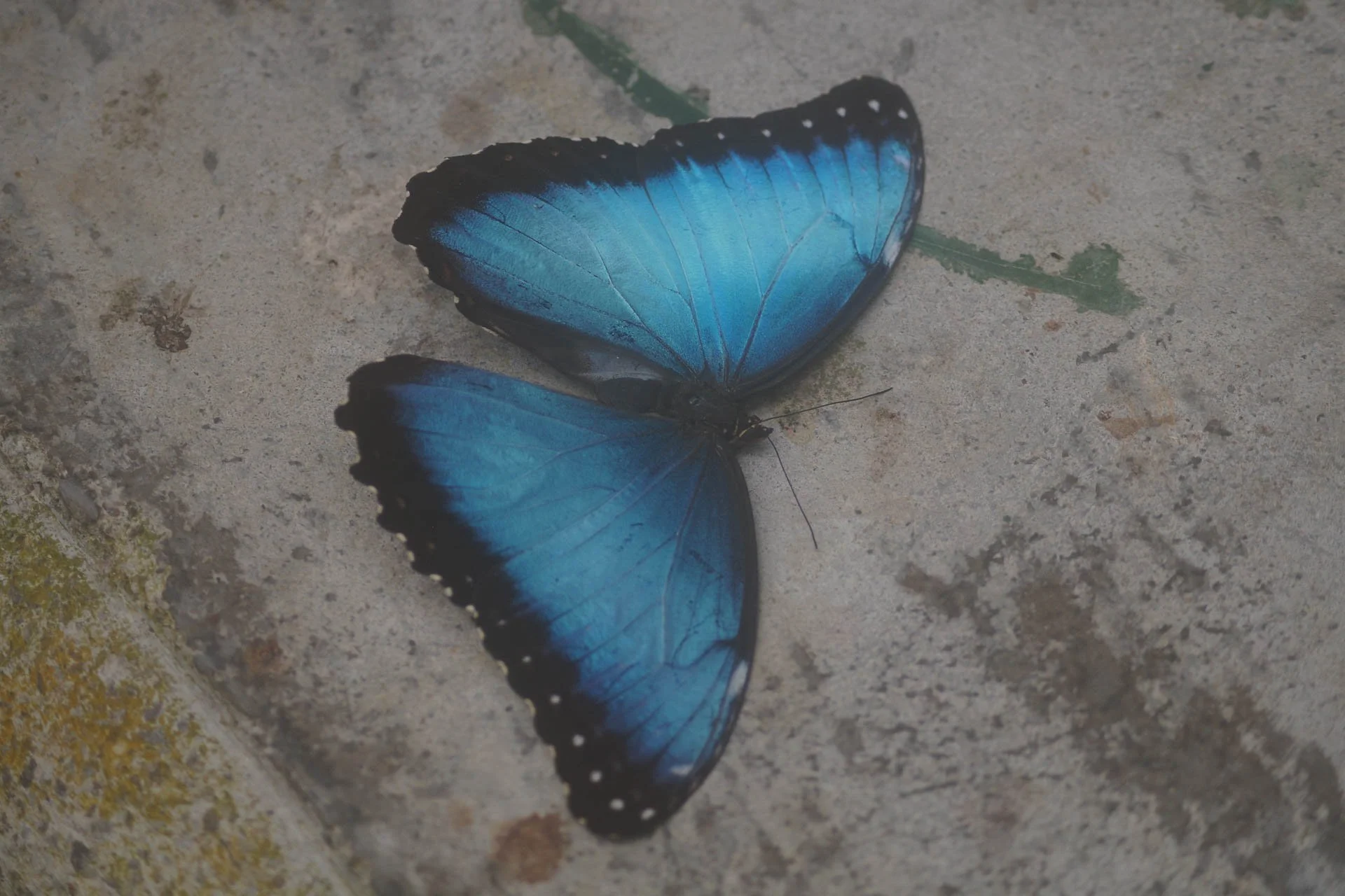 Butterfly Garden at Selvatura Park – Blue Morpho