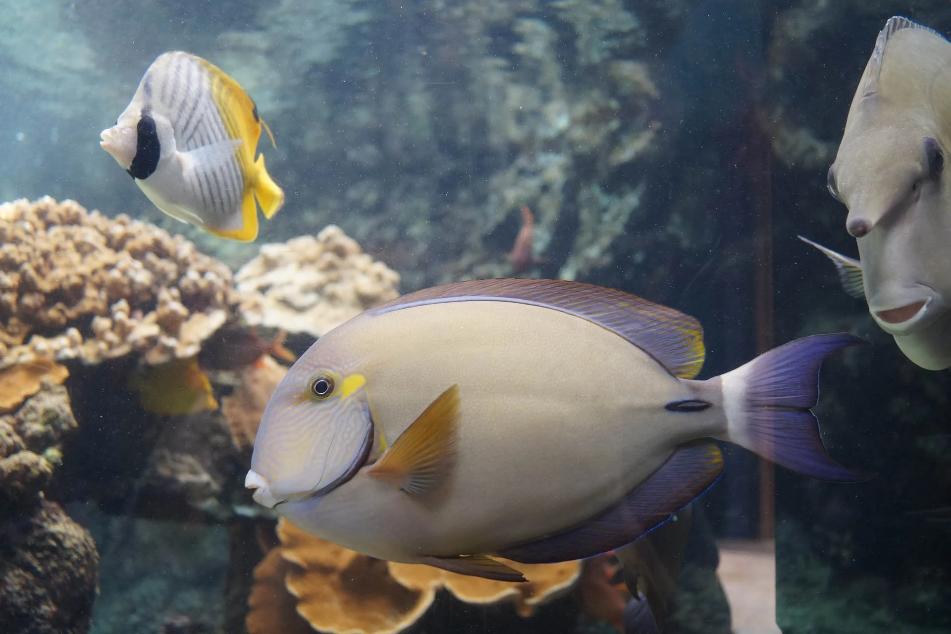Maui - Maui Ocean Center