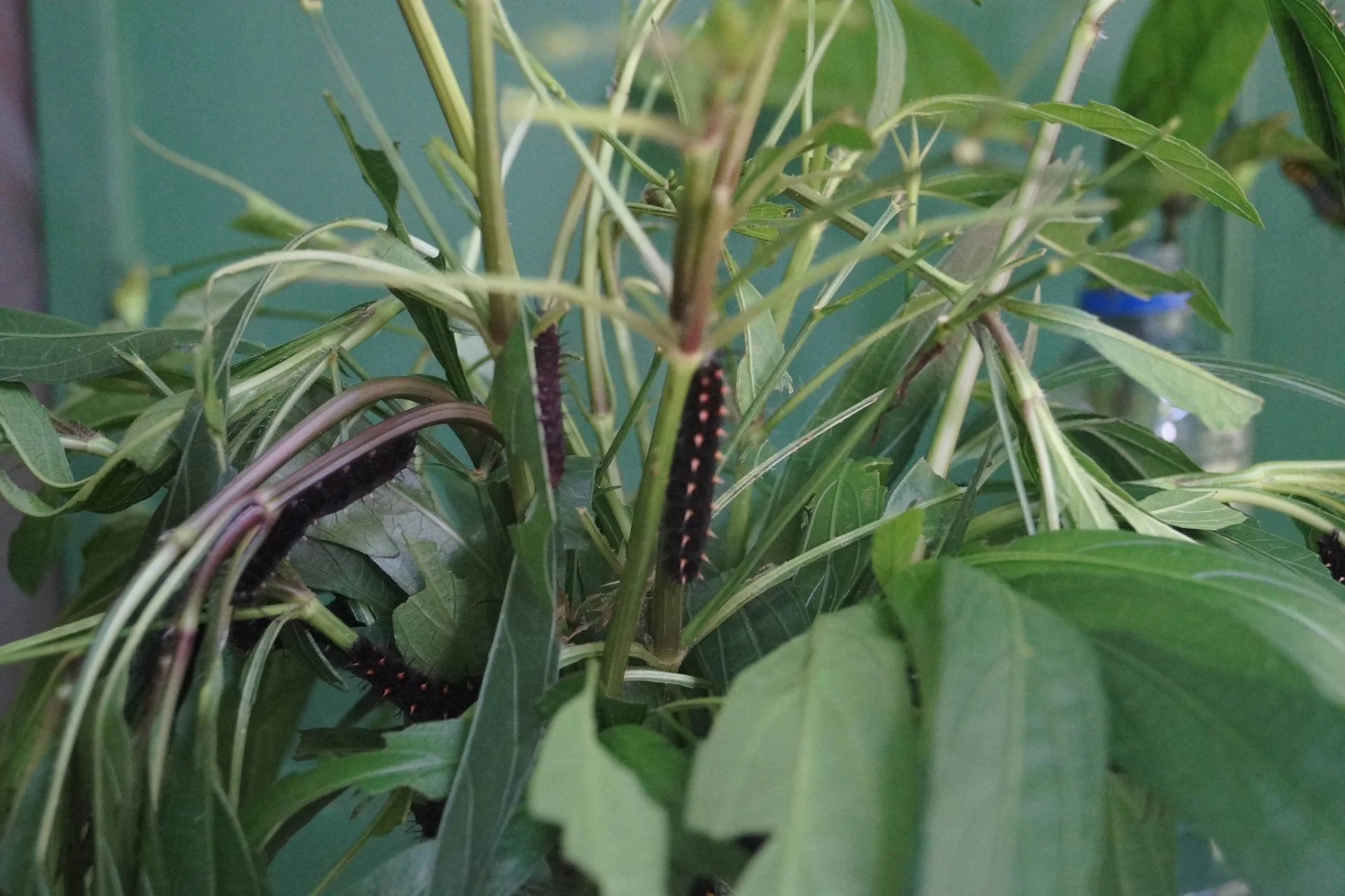 Ecocentro Danaus - Caterpillars