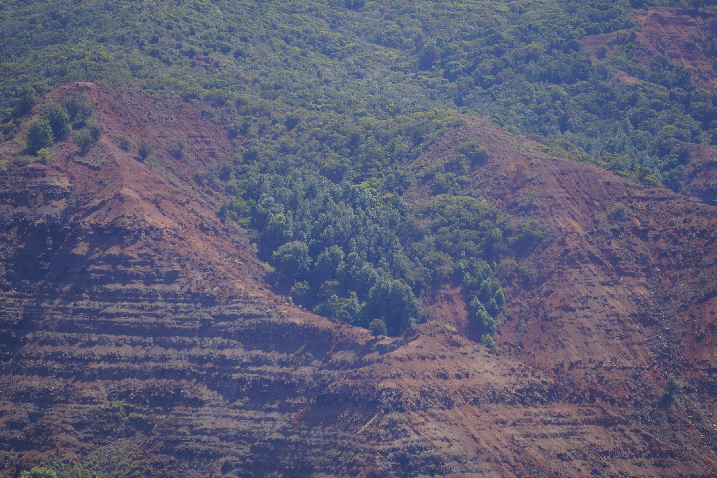 Waimea Canyon - Alaka'i Swamp