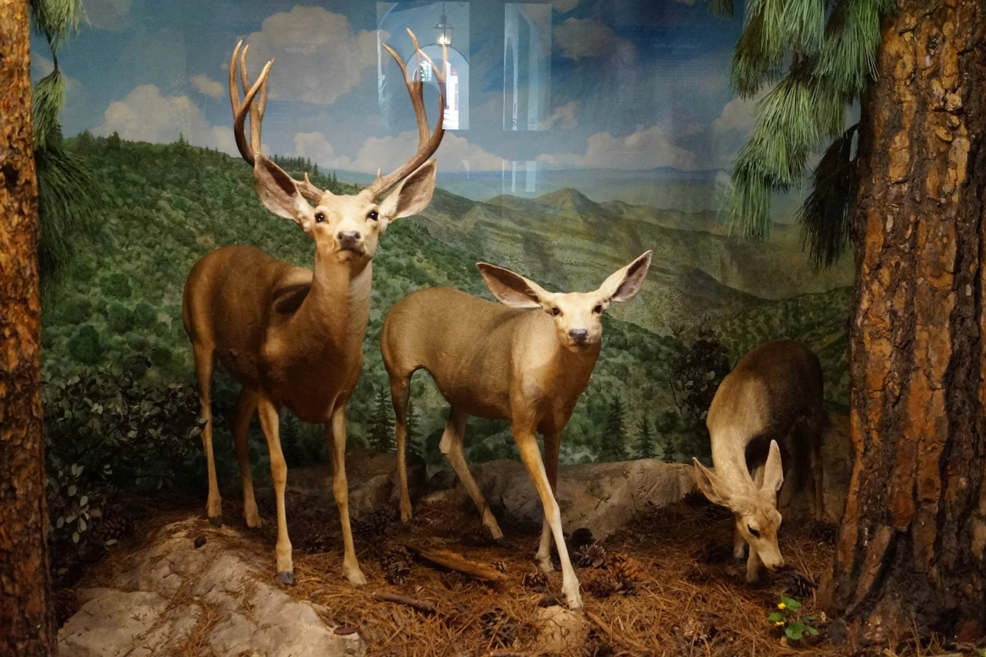 Museum of Natural History: Mule Deer