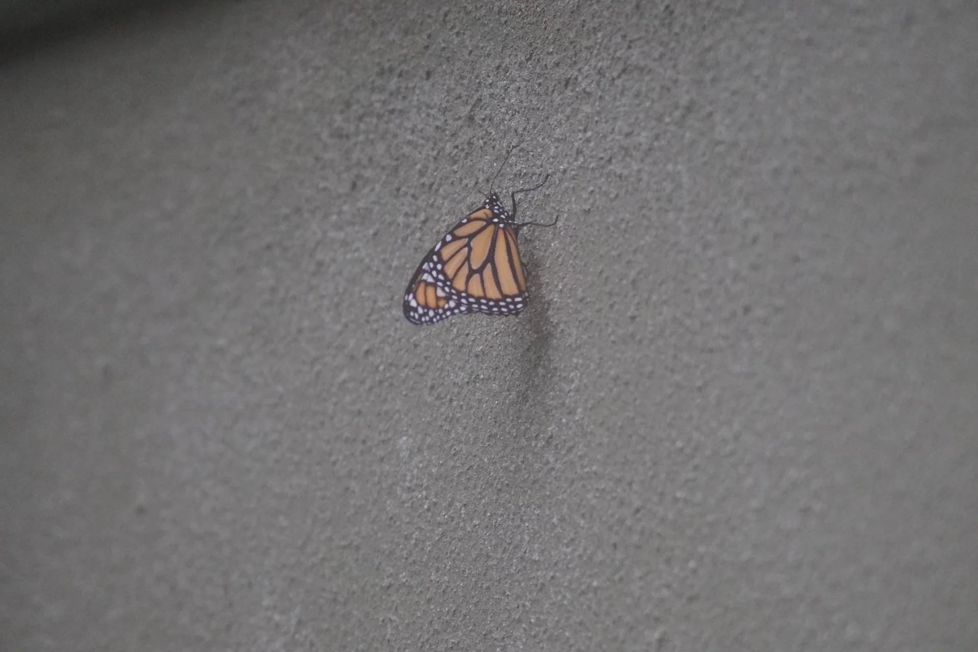 Butterfly Garden at Selvatura Park – Monarch Butterfly