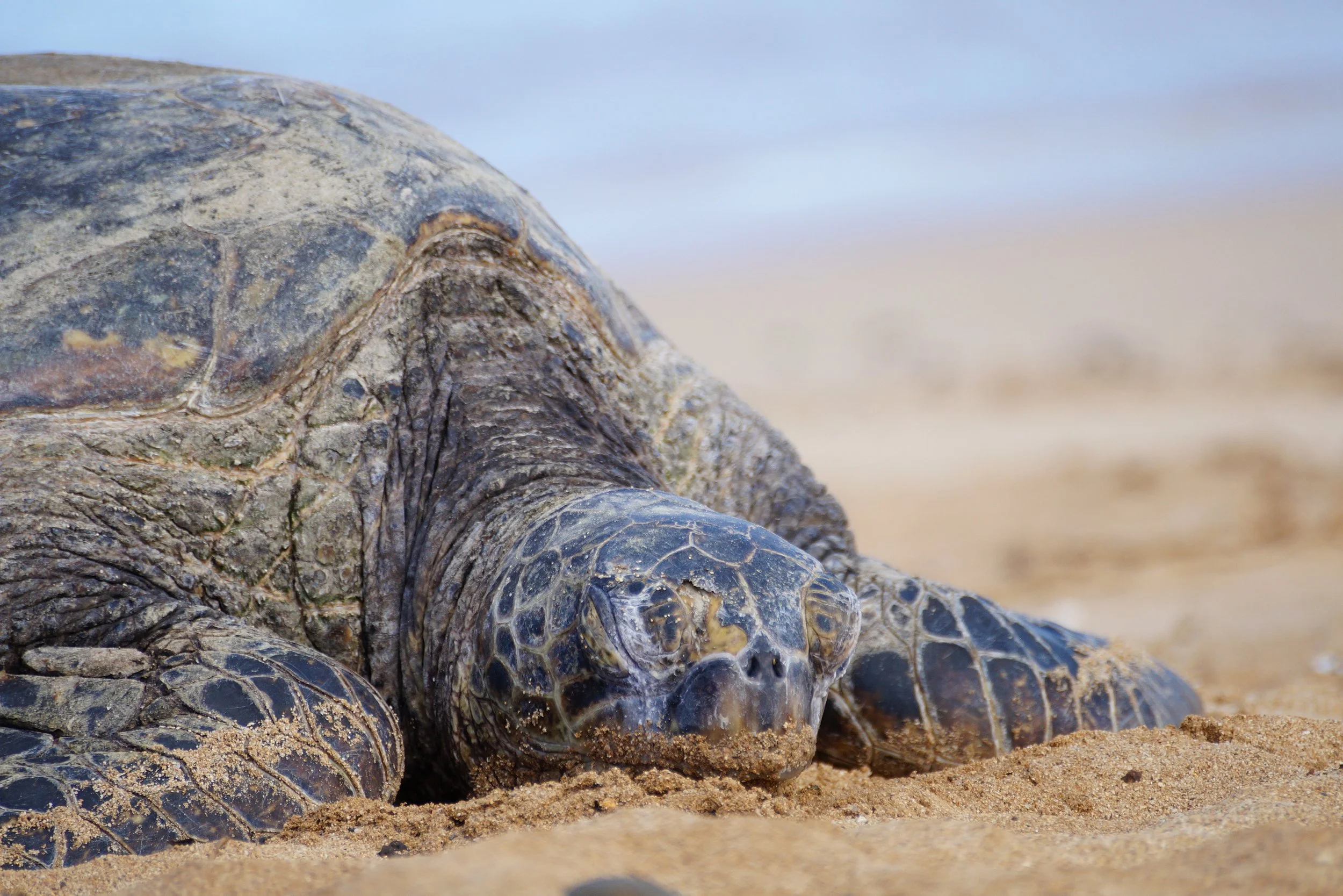 Sea Turtle