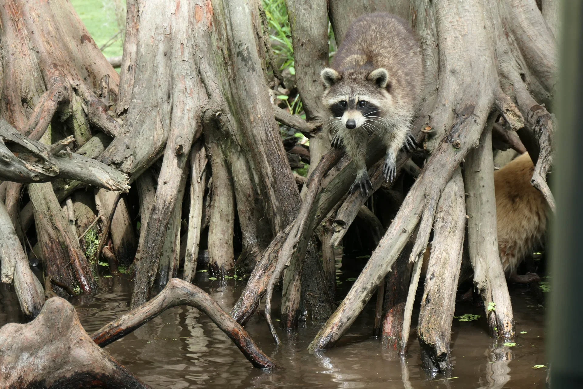 Cajun Experiences Swam Tour -Raccoon
