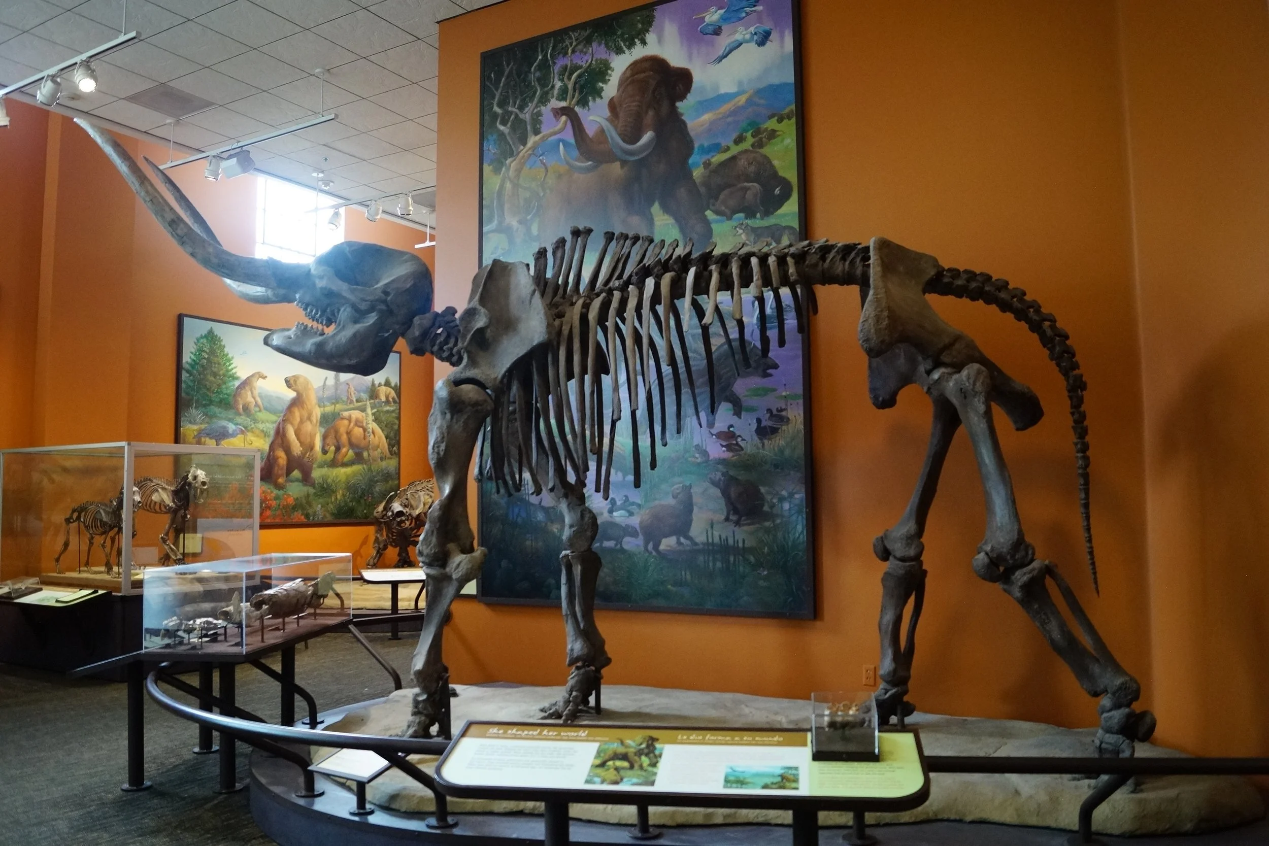 Balboa Park: Natural History Museum - Mastodon
