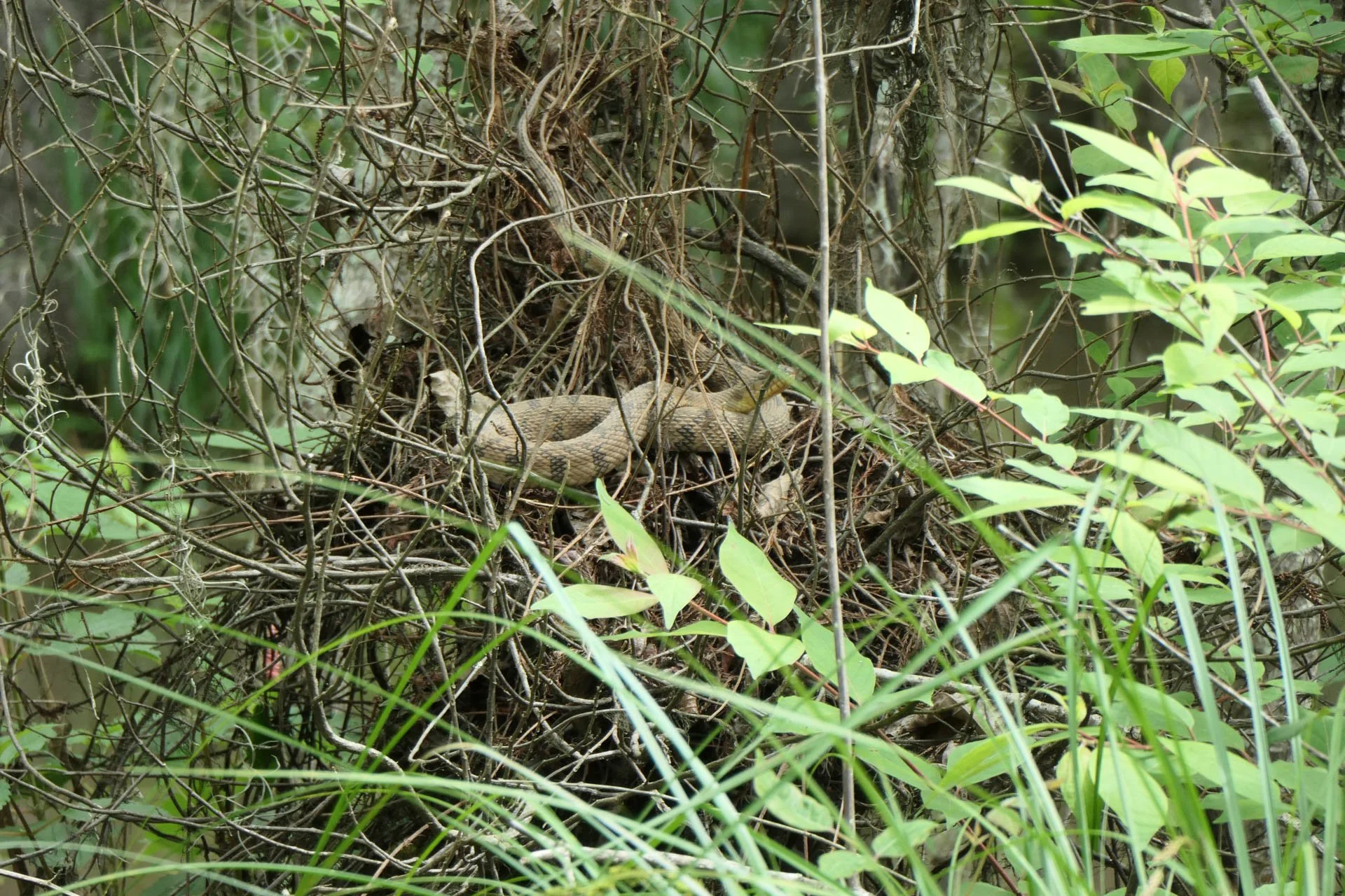 Cajun Experiences Swam Tour -Banded water snake